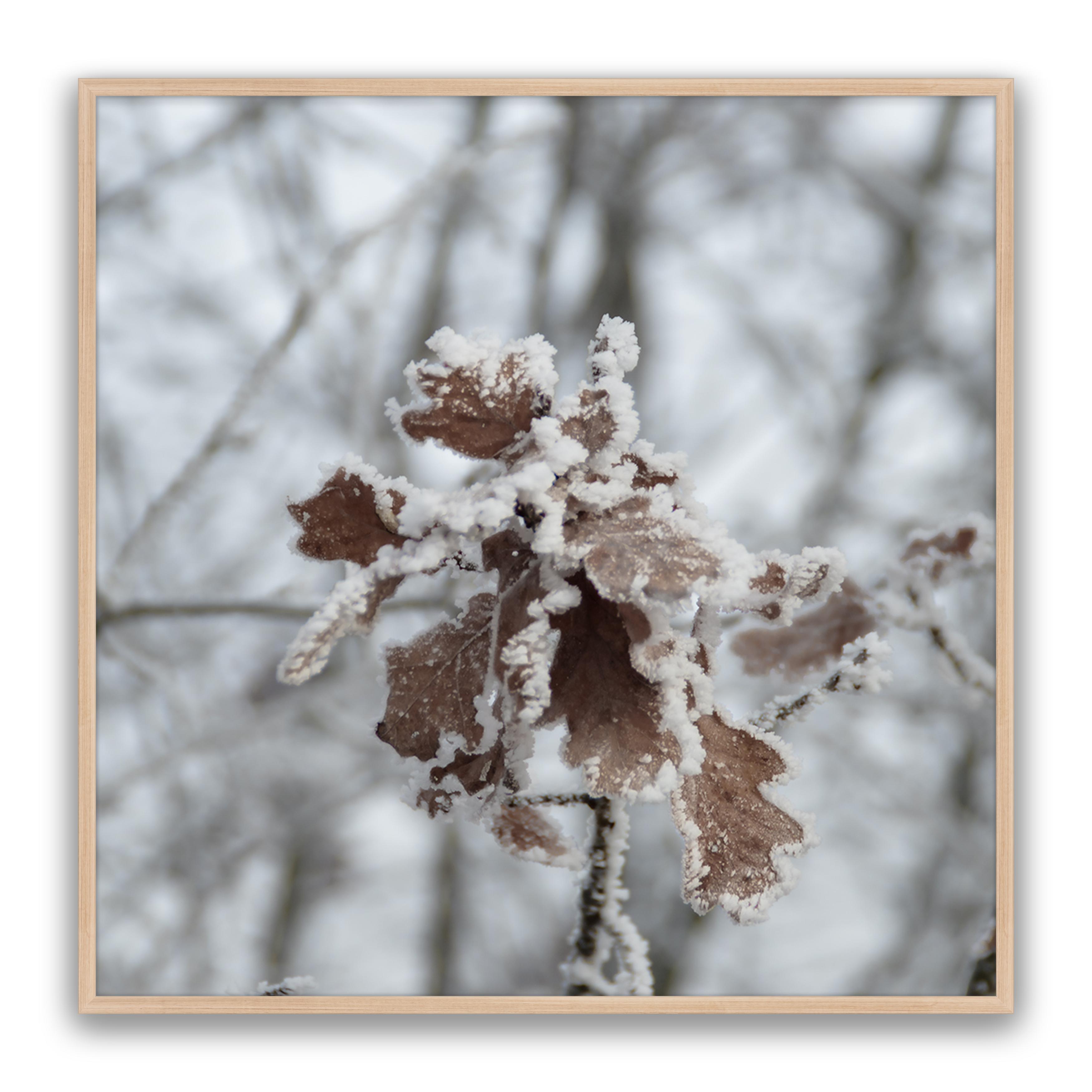 Walnut Leaf