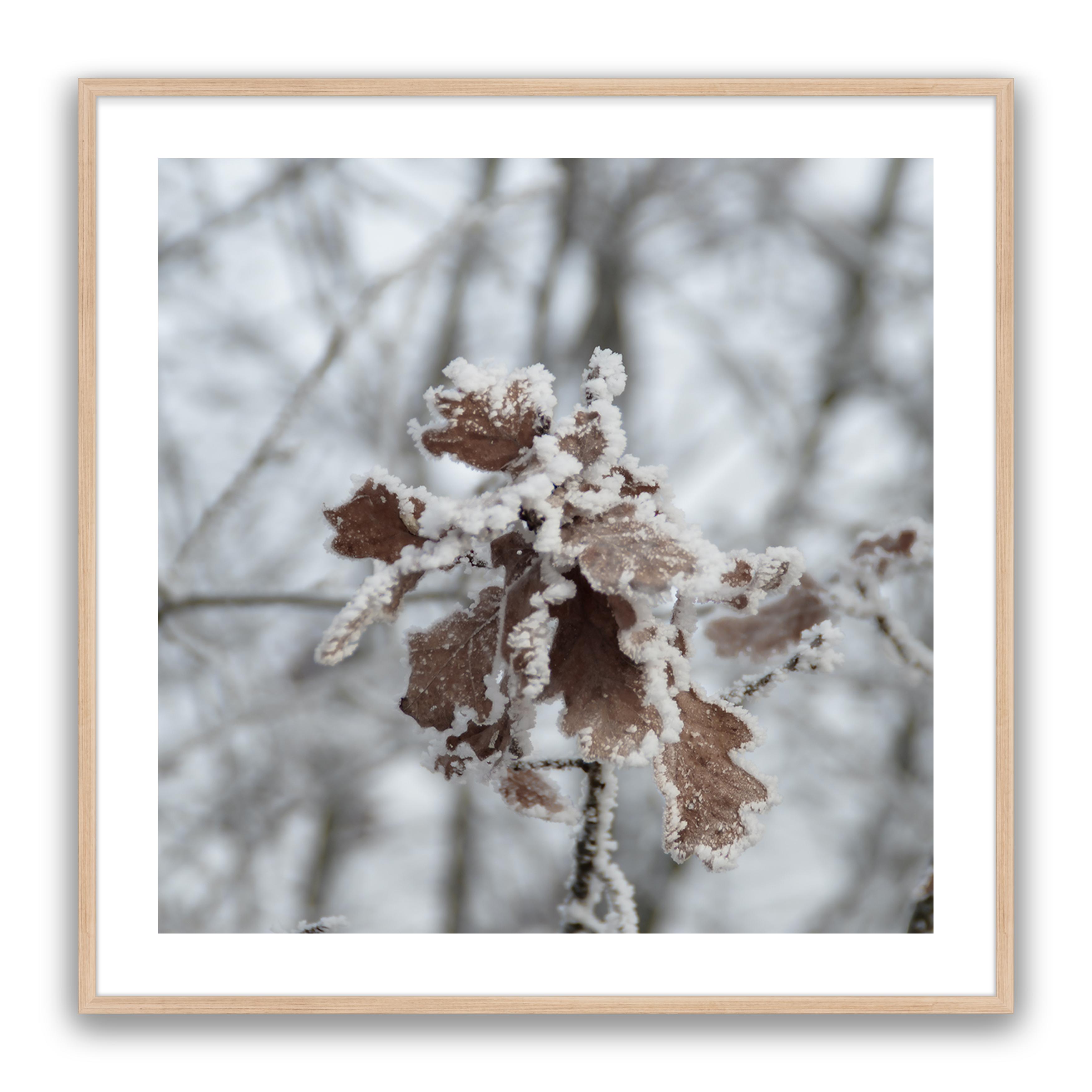 Walnut Leaf