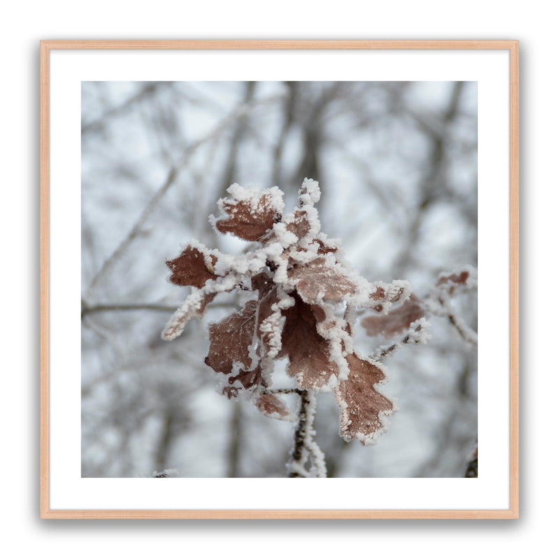 Walnut Leaf