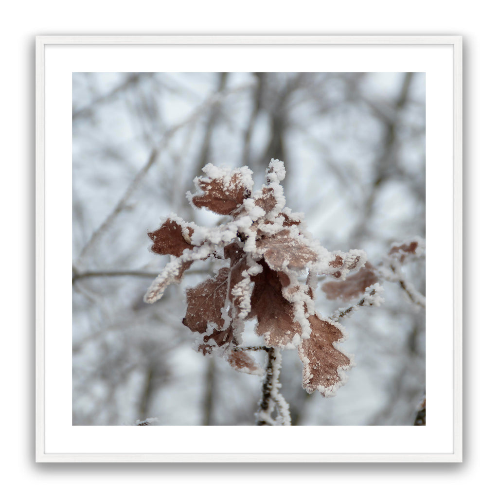 Walnut Leaf