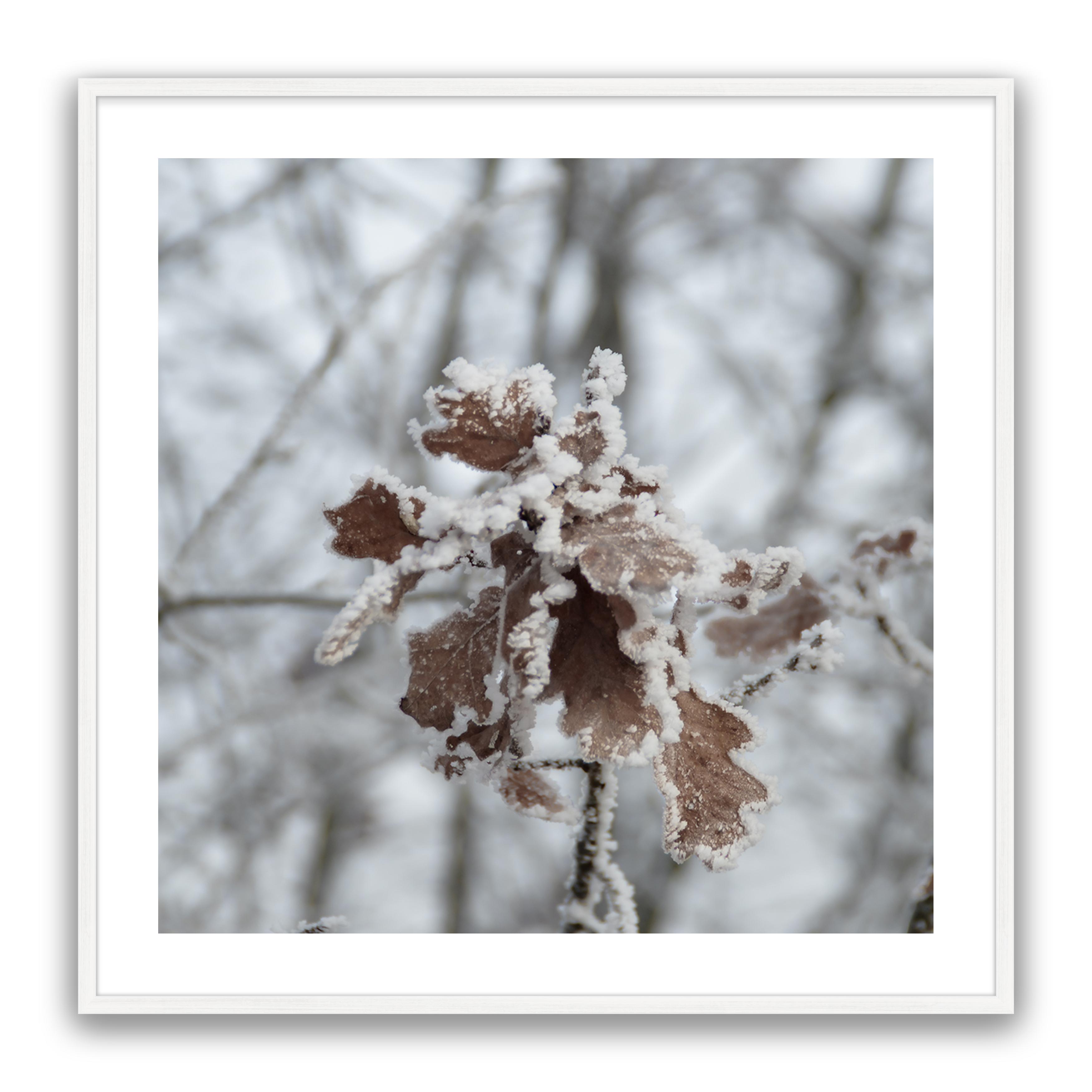 Walnut Leaf