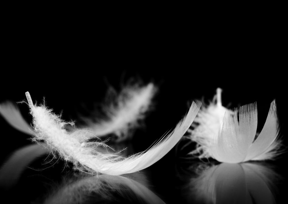 Dream Feather