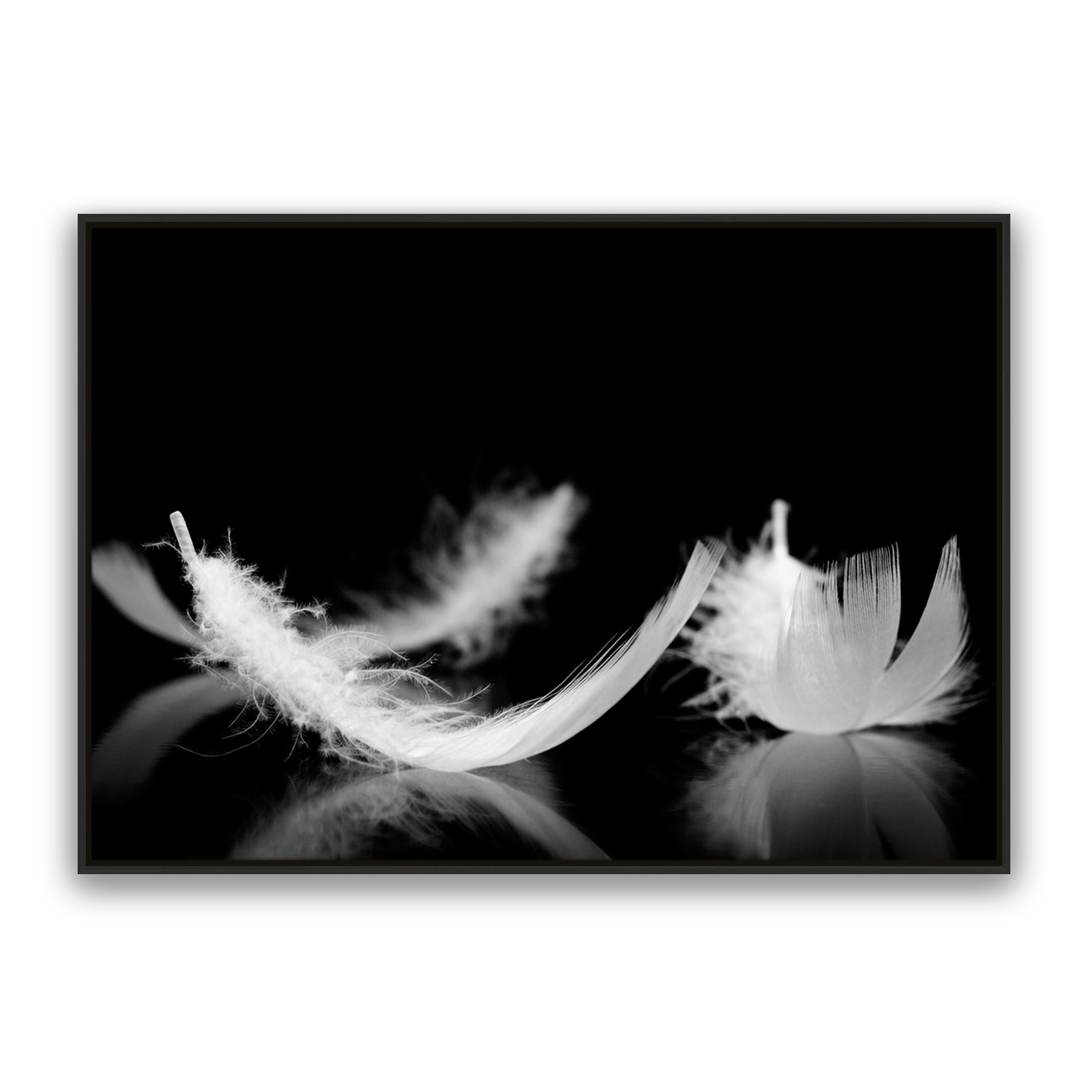 Dream Feather