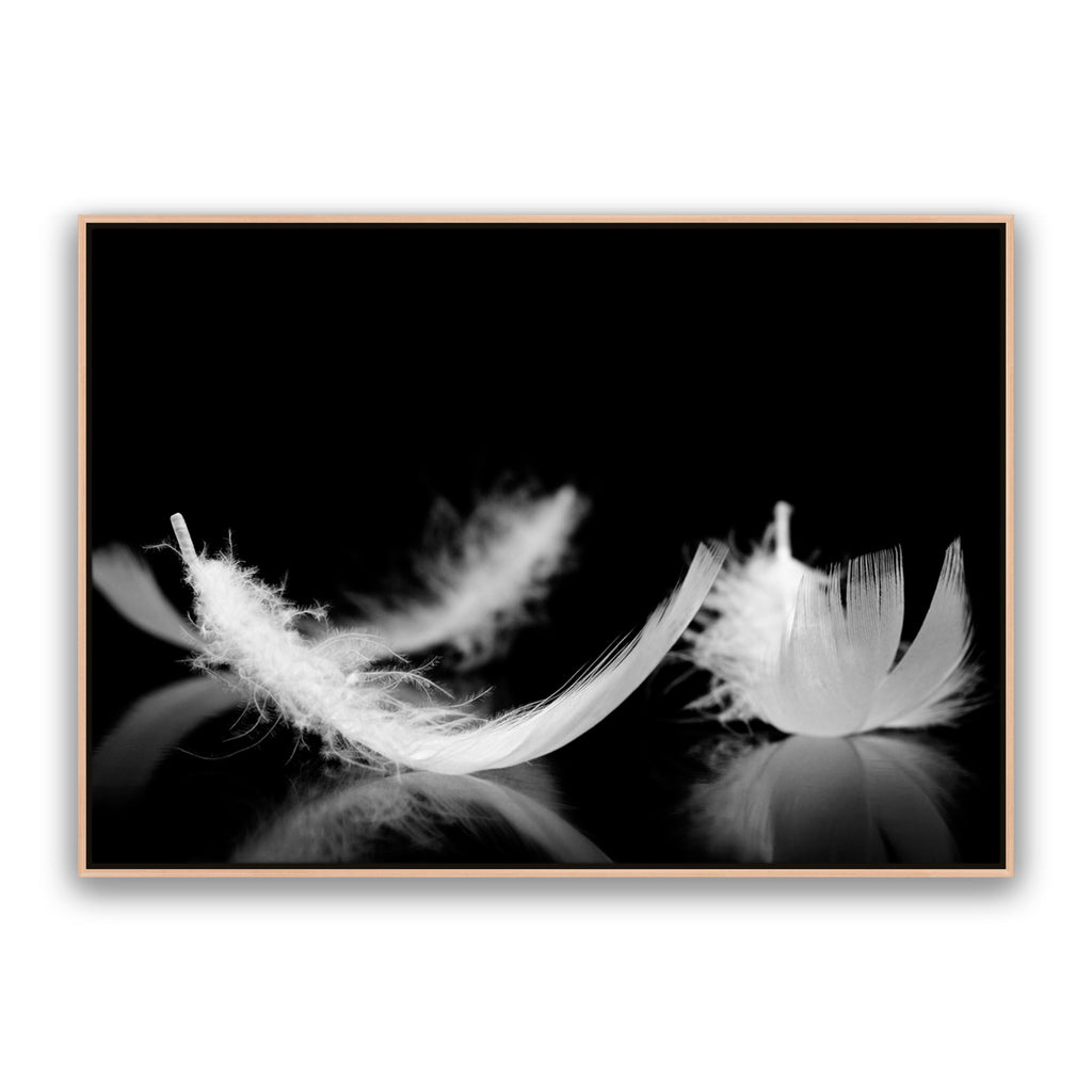Dream Feather