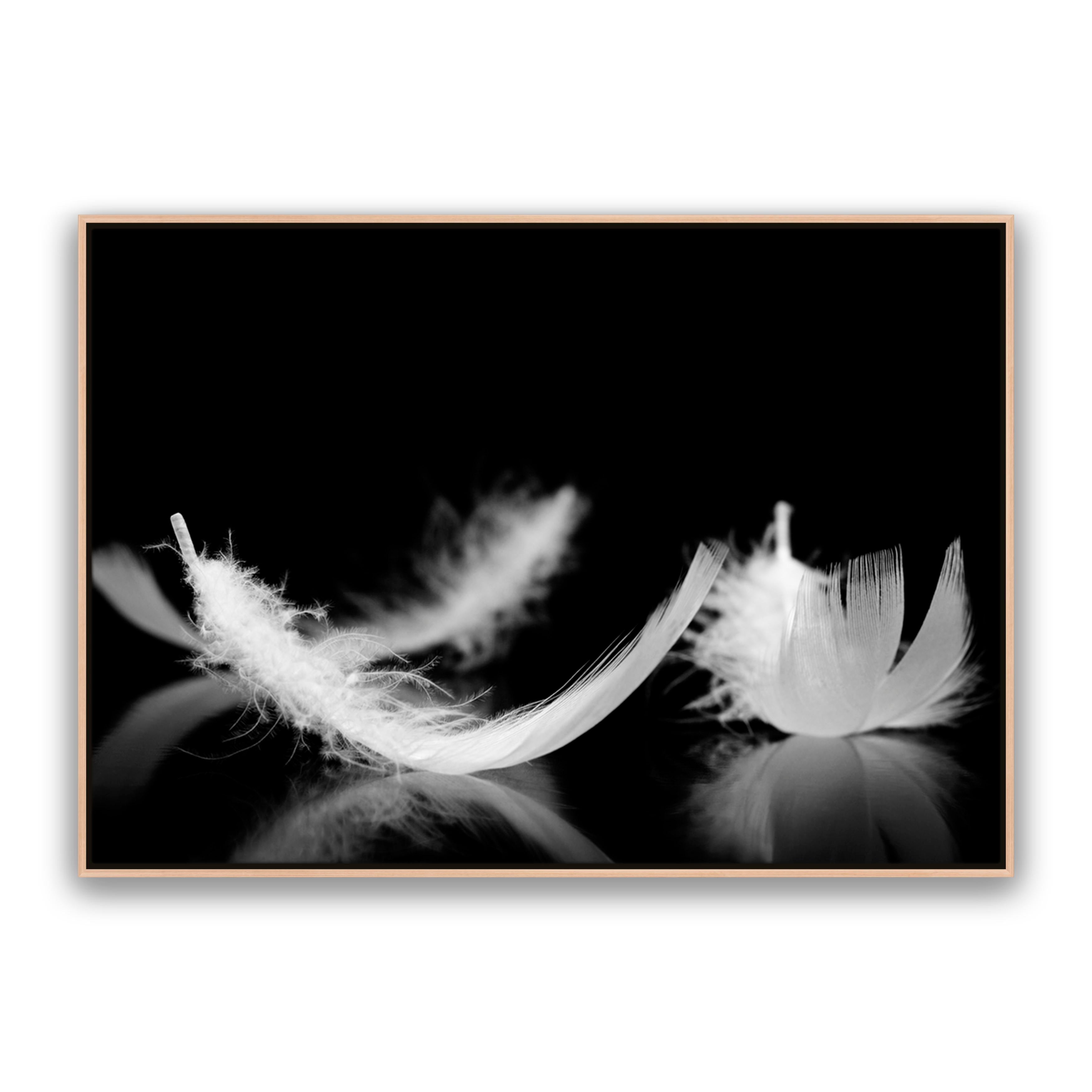 Dream Feather