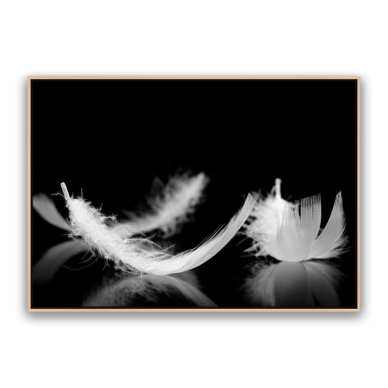 Dream Feather