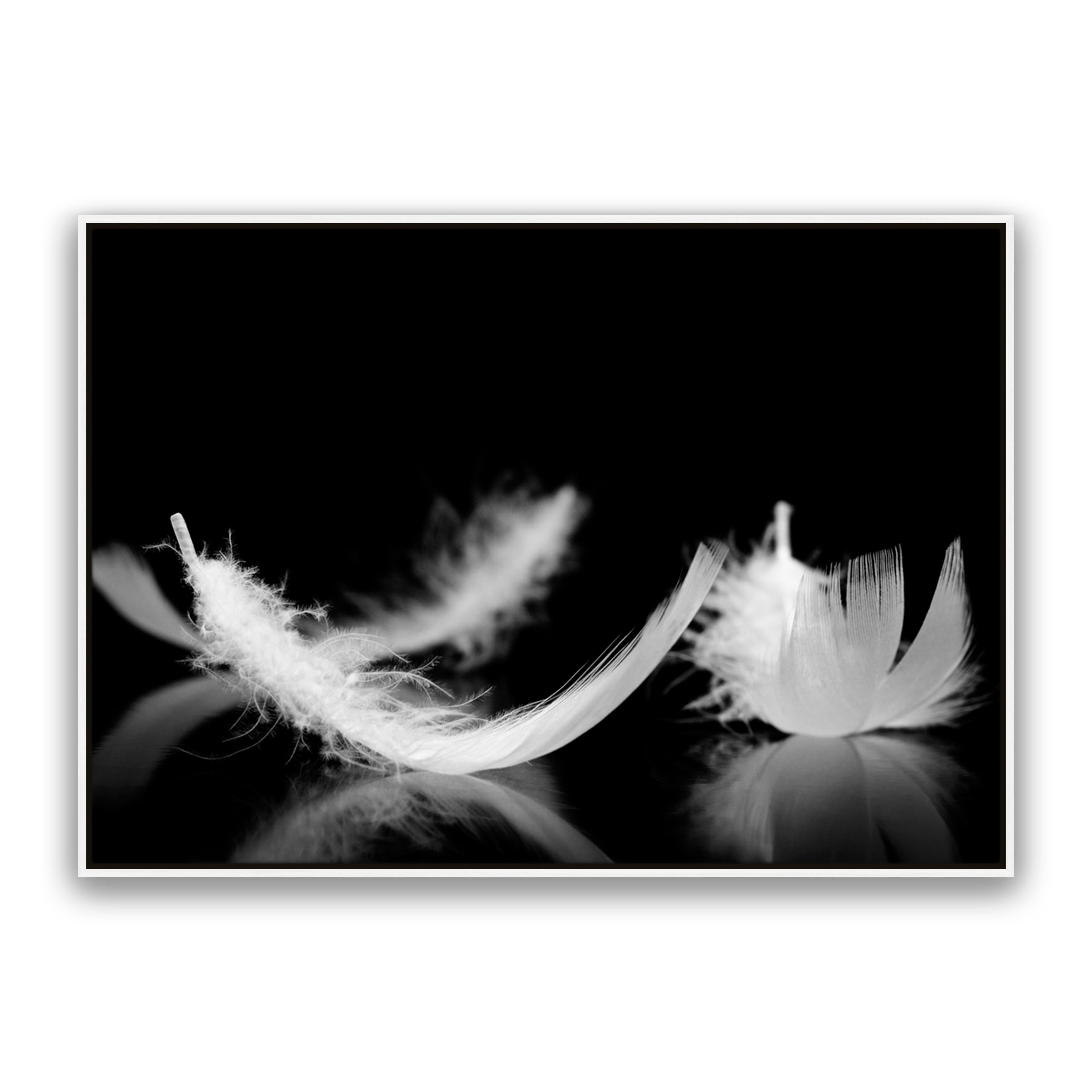 Dream Feather