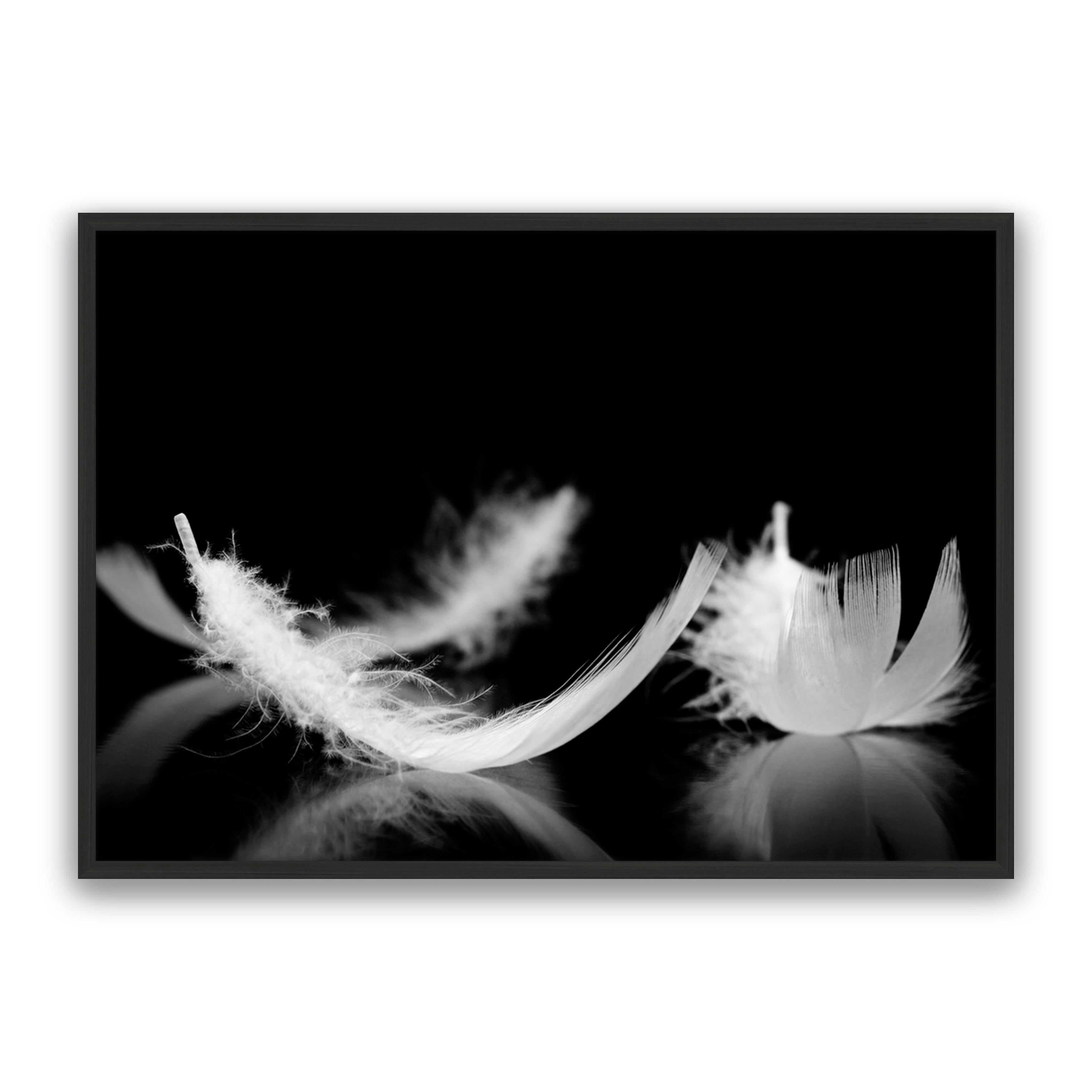 Dream Feather