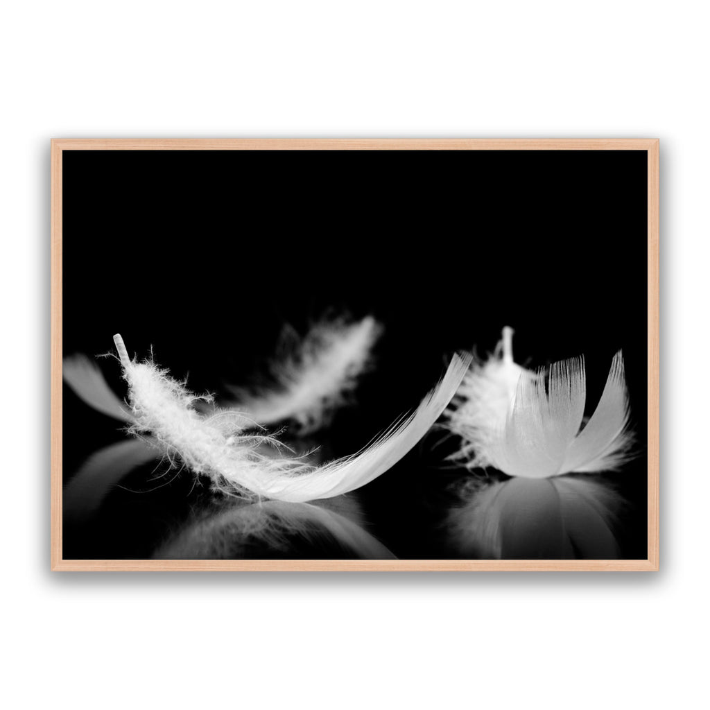 Dream Feather
