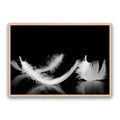 Dream Feather