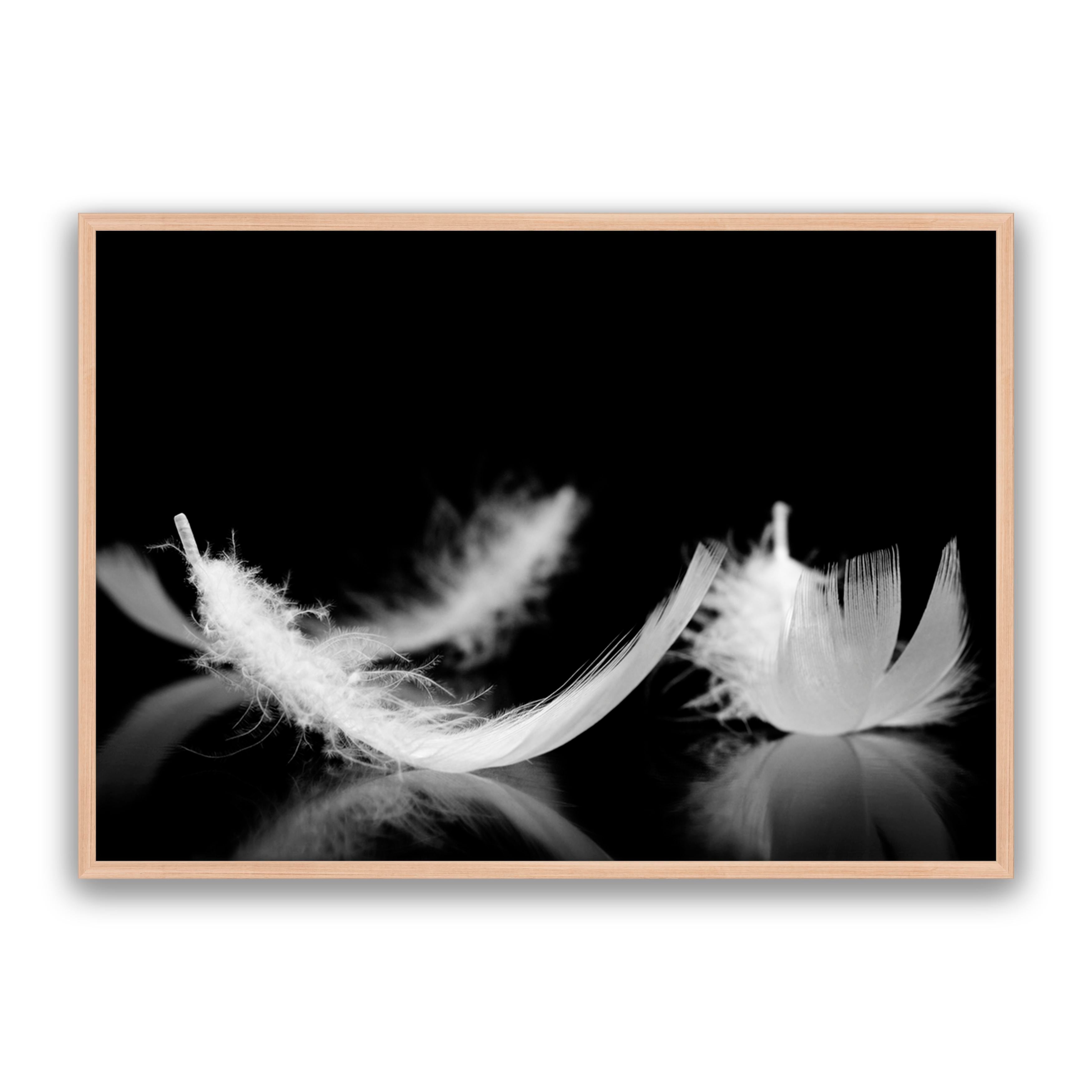 Dream Feather