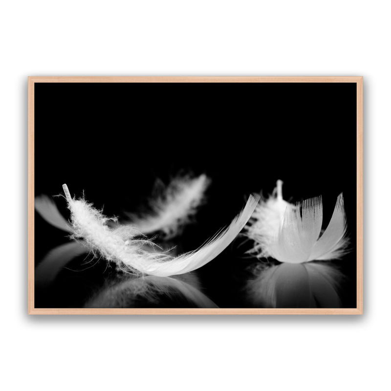 Dream Feather