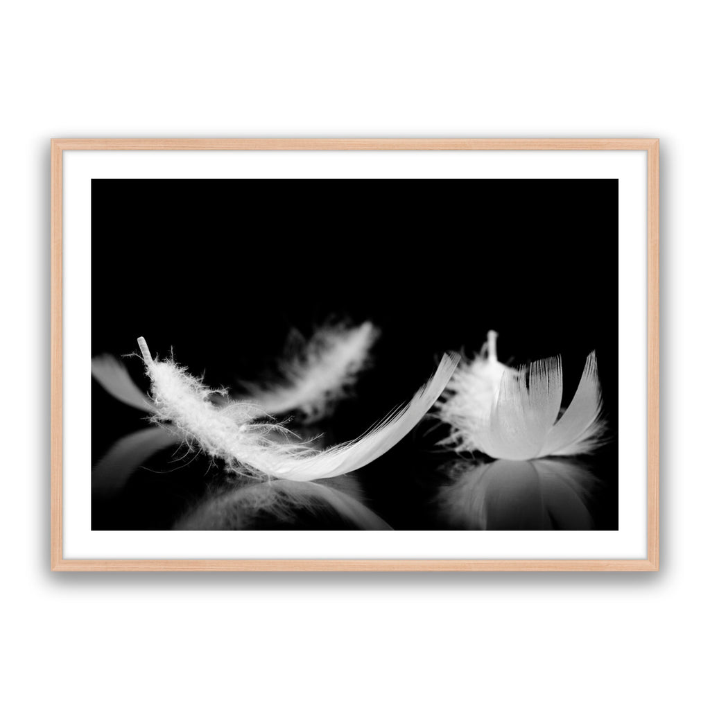 Dream Feather