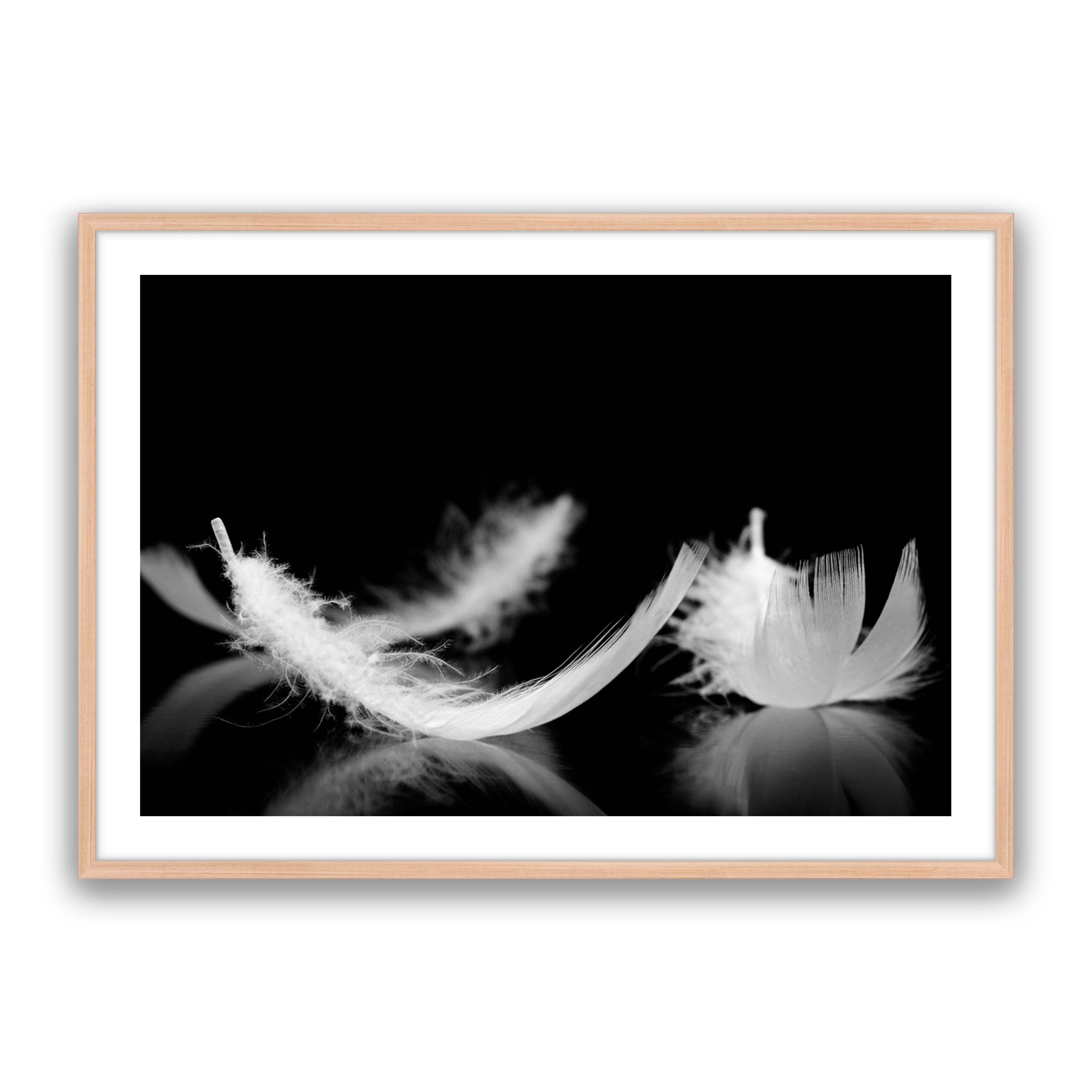 Dream Feather