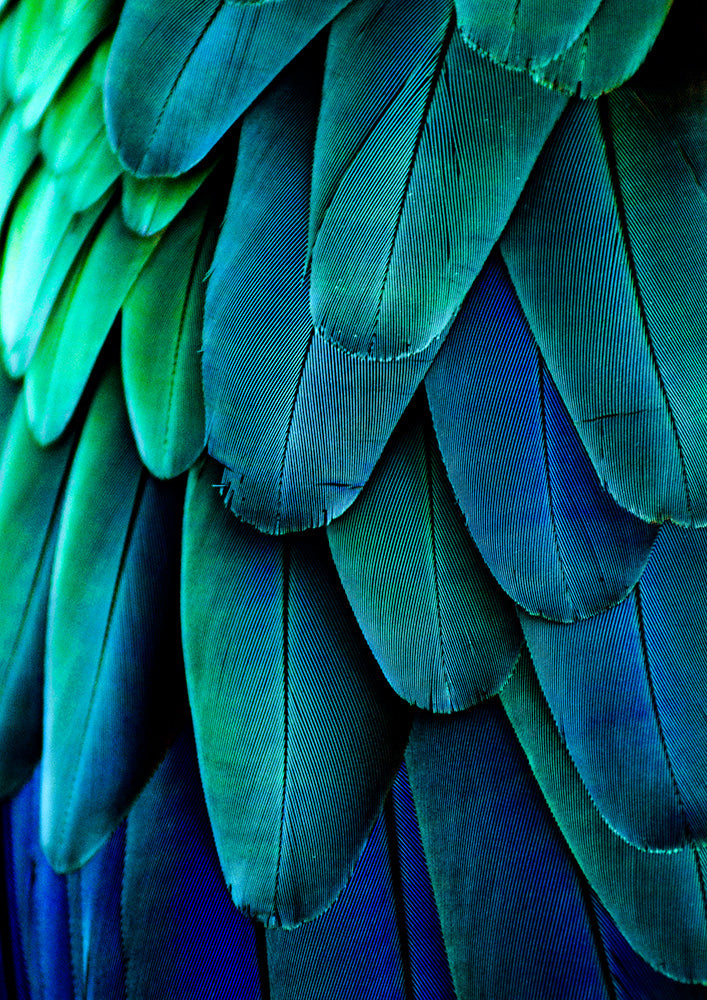 Aqua Feathers