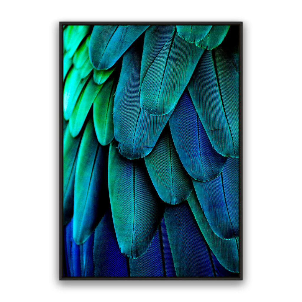Aqua Feathers