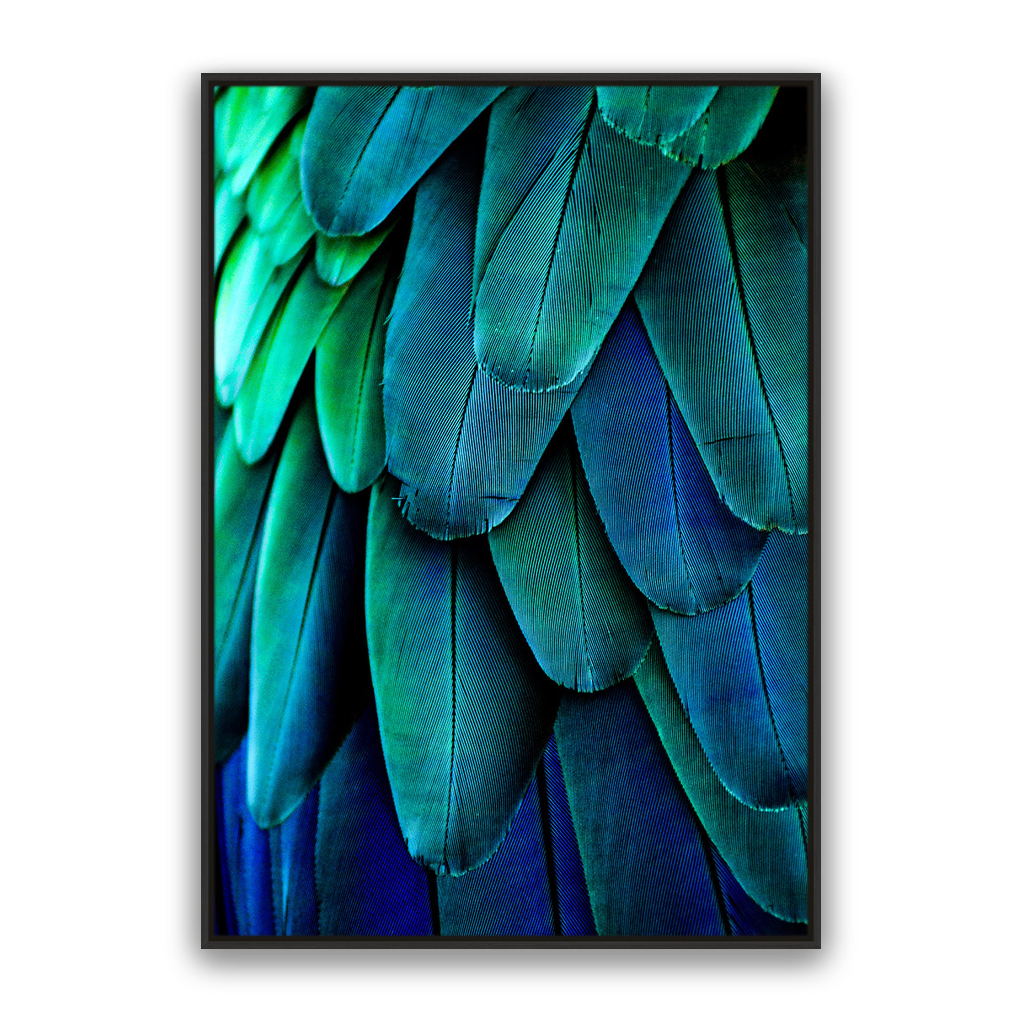 Aqua Feathers