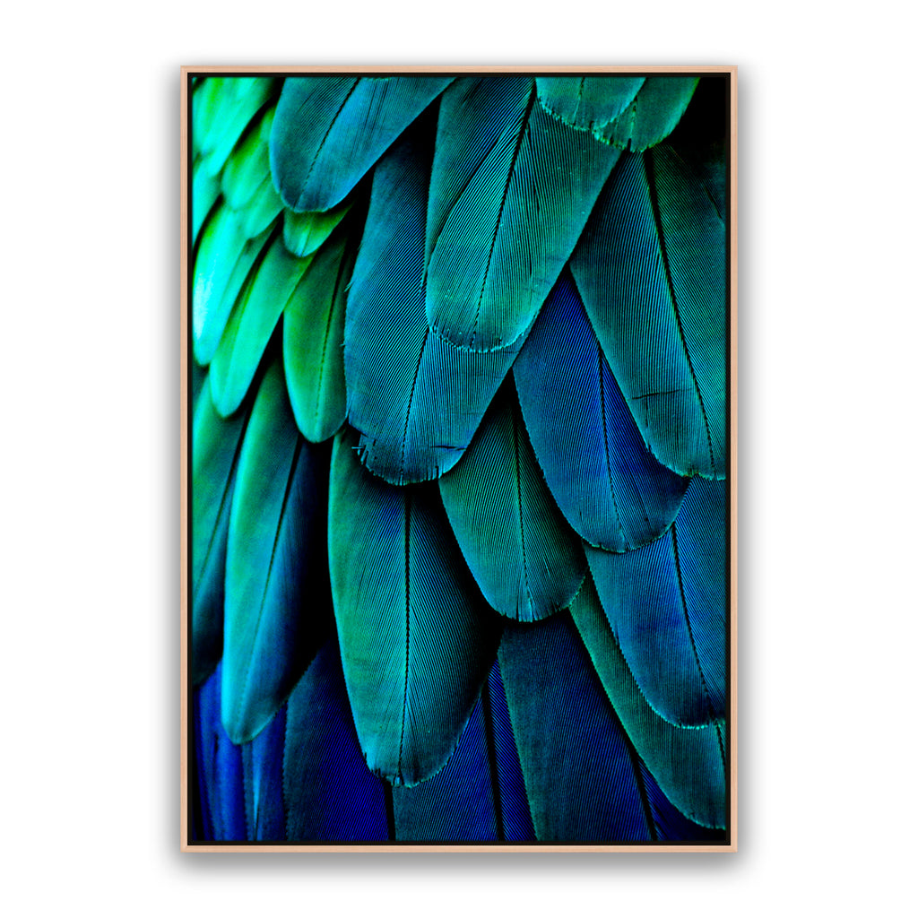 Aqua Feathers