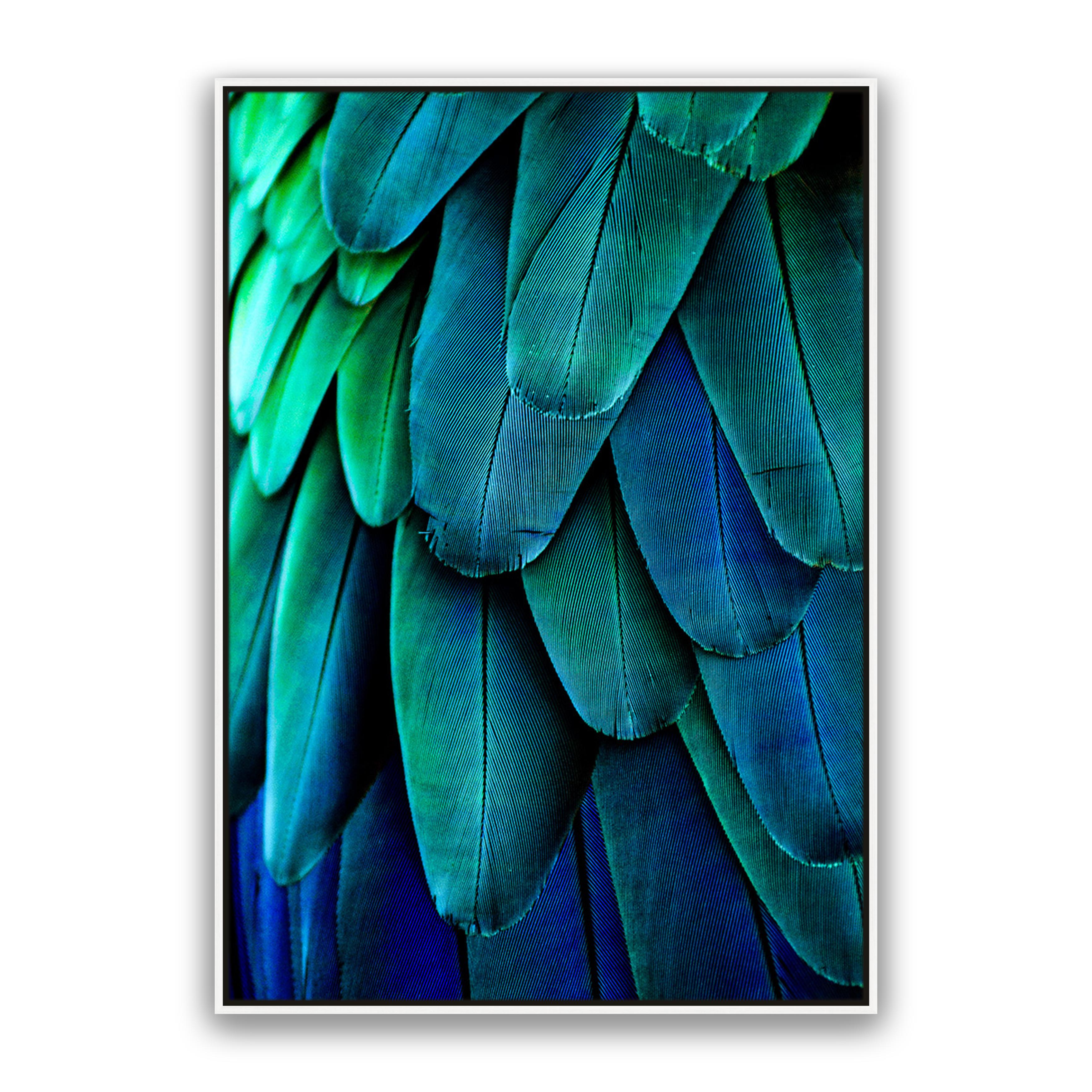 Aqua Feathers