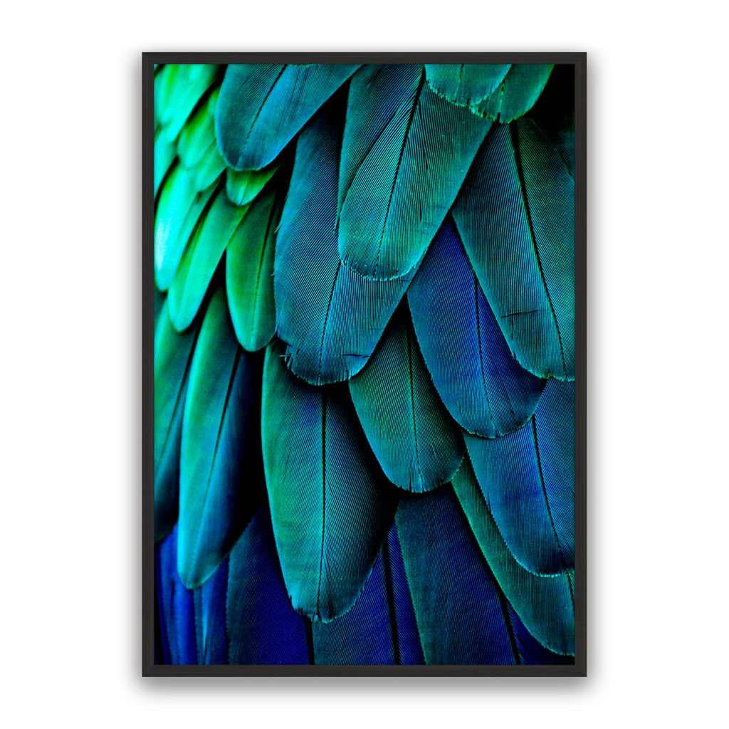 Aqua Feathers