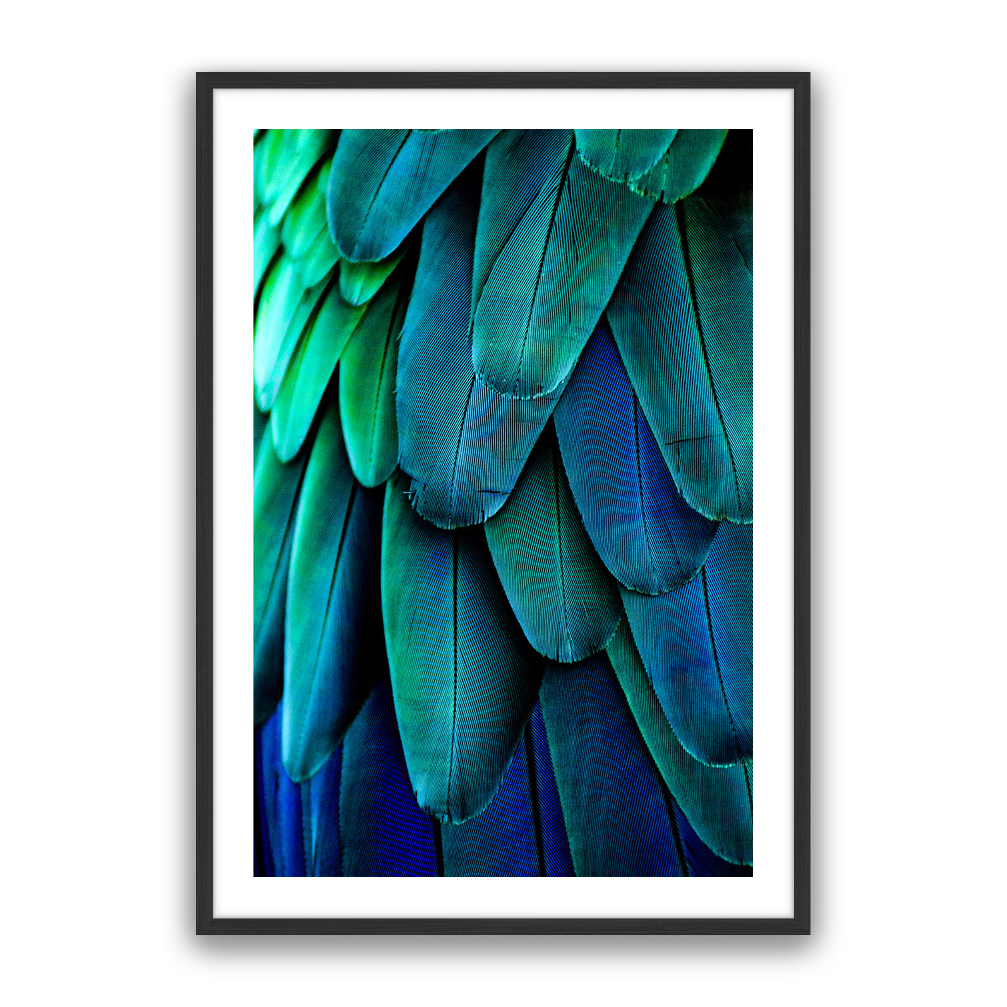 Aqua Feathers