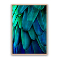 Aqua Feathers
