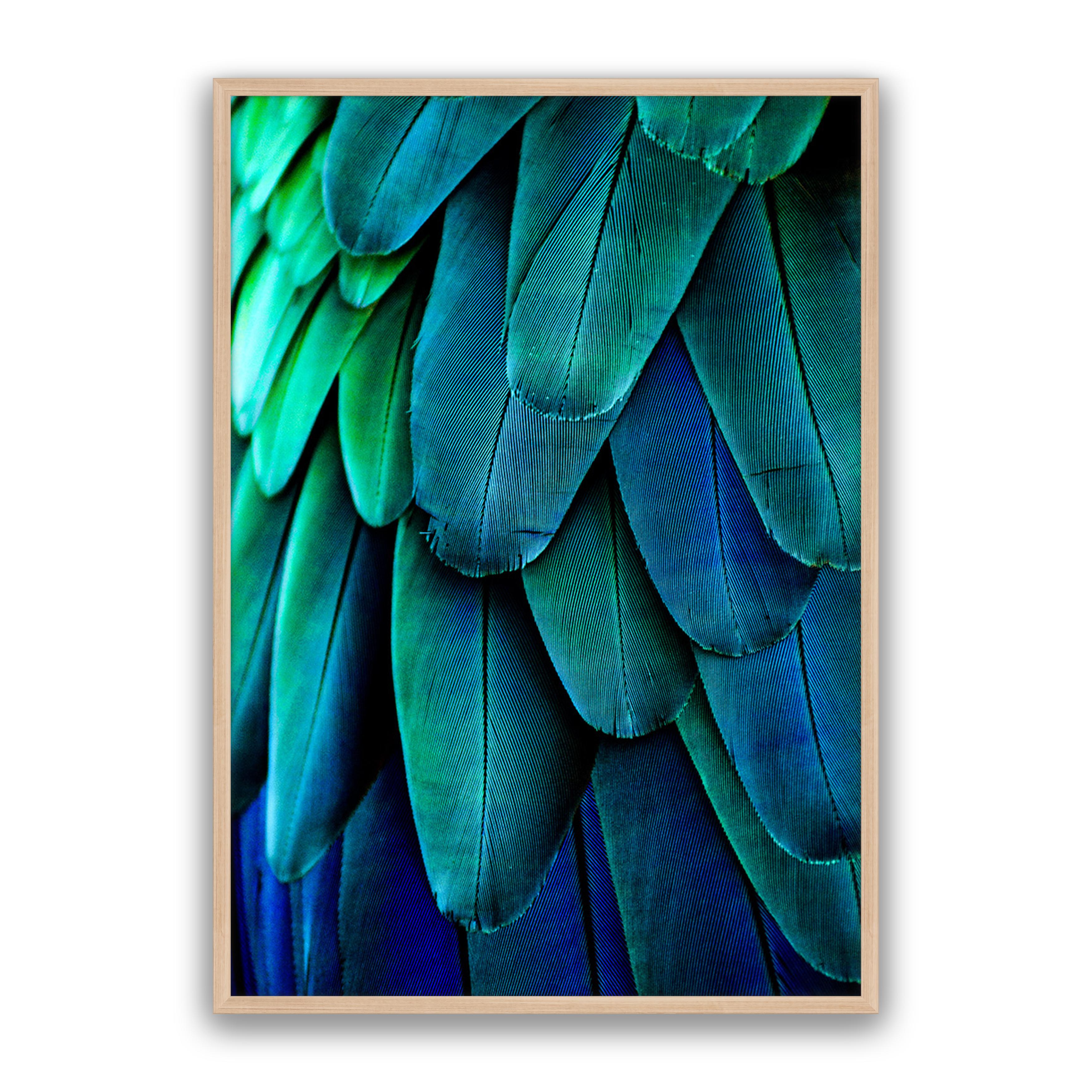 Aqua Feathers
