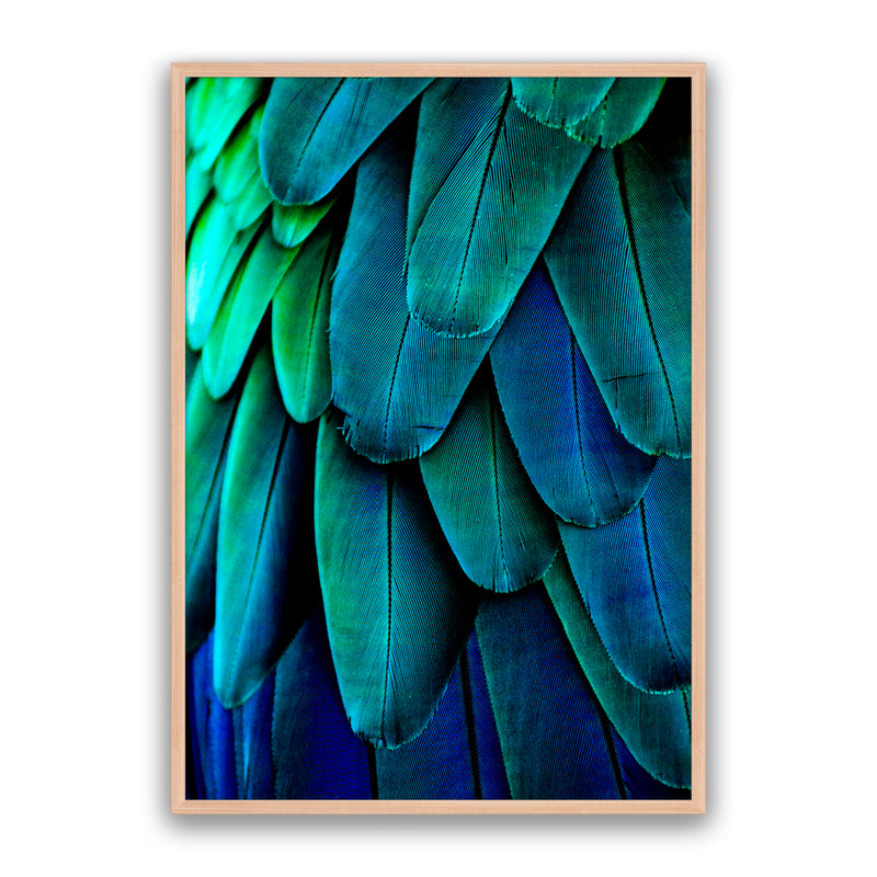 Aqua Feathers