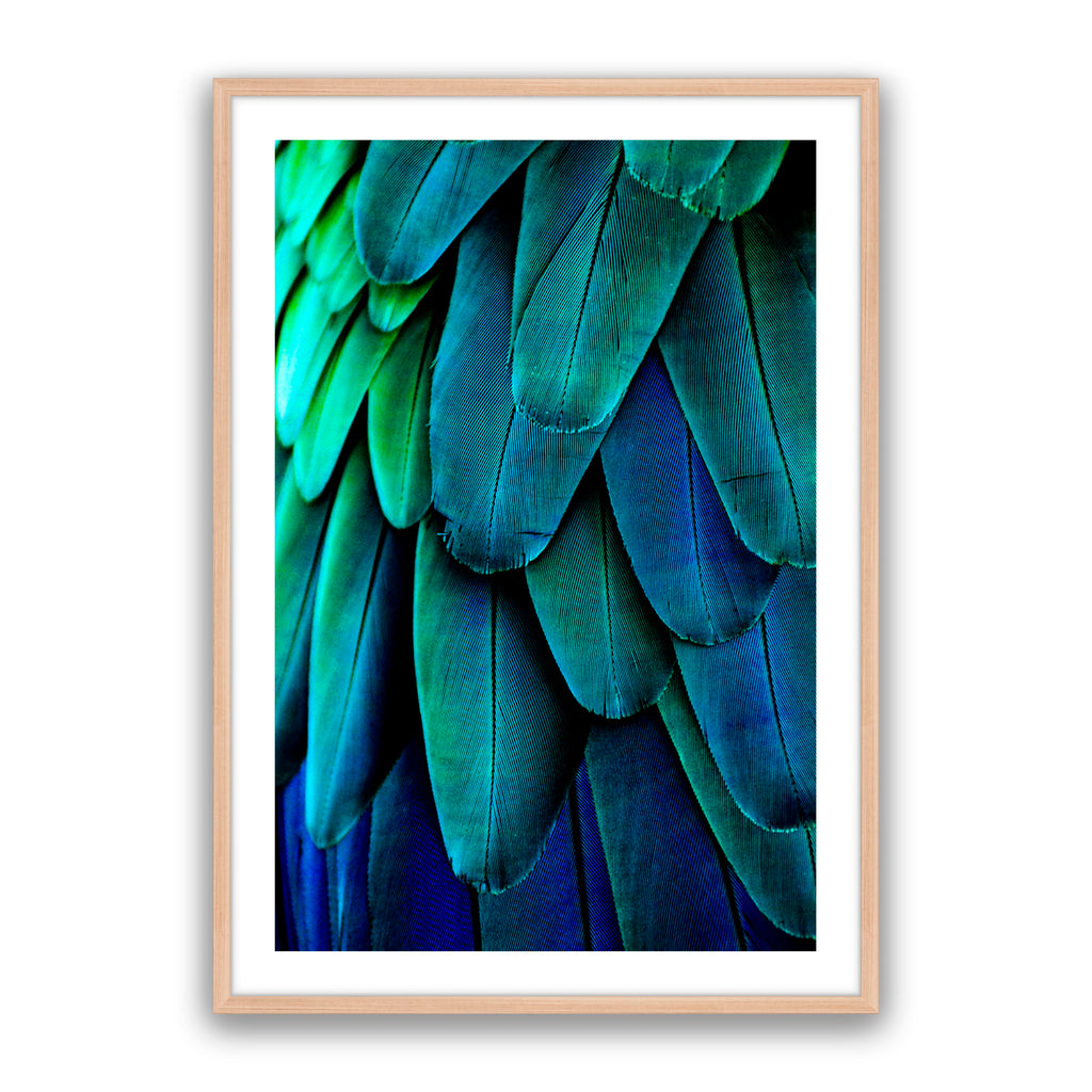 Aqua Feathers