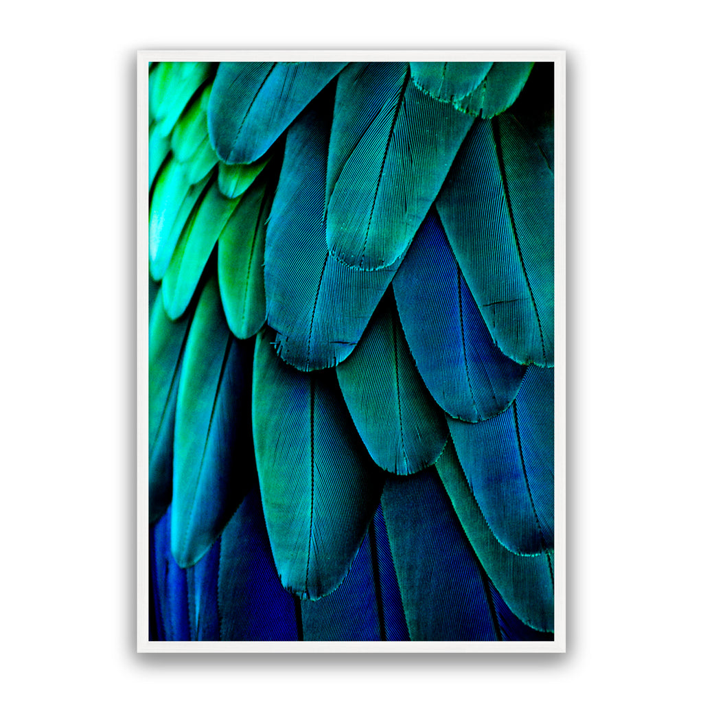 Aqua Feathers