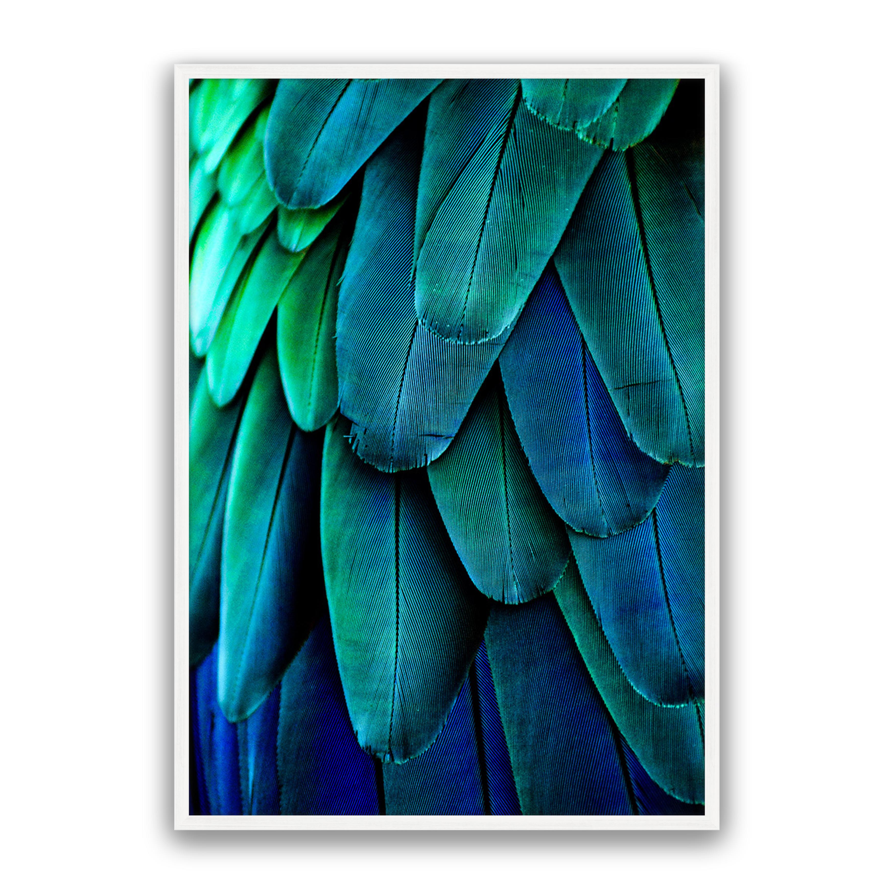 Aqua Feathers