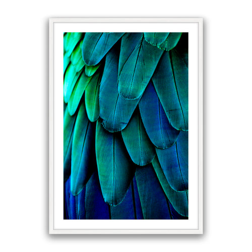 Aqua Feathers