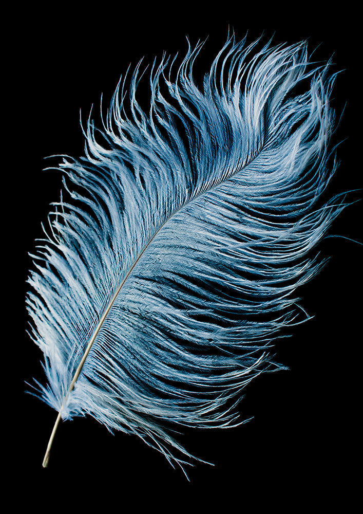 Mystic Feather