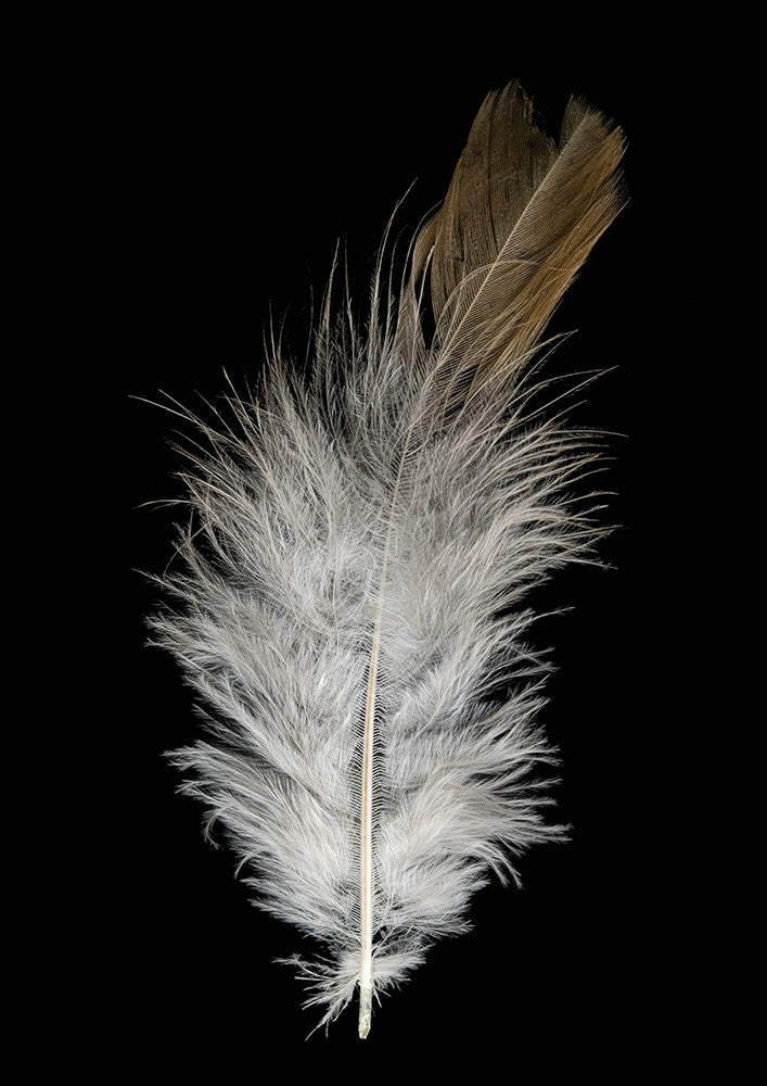 Feather Dust