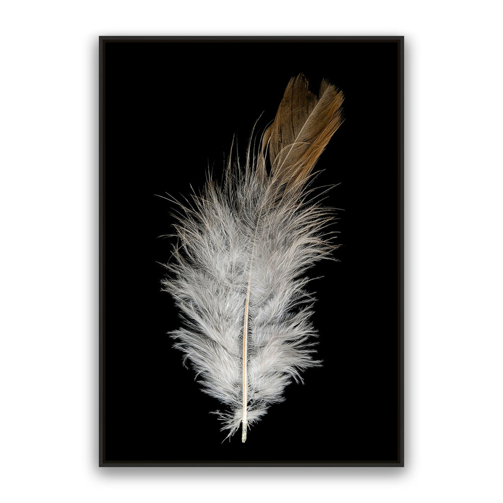 Feather Dust