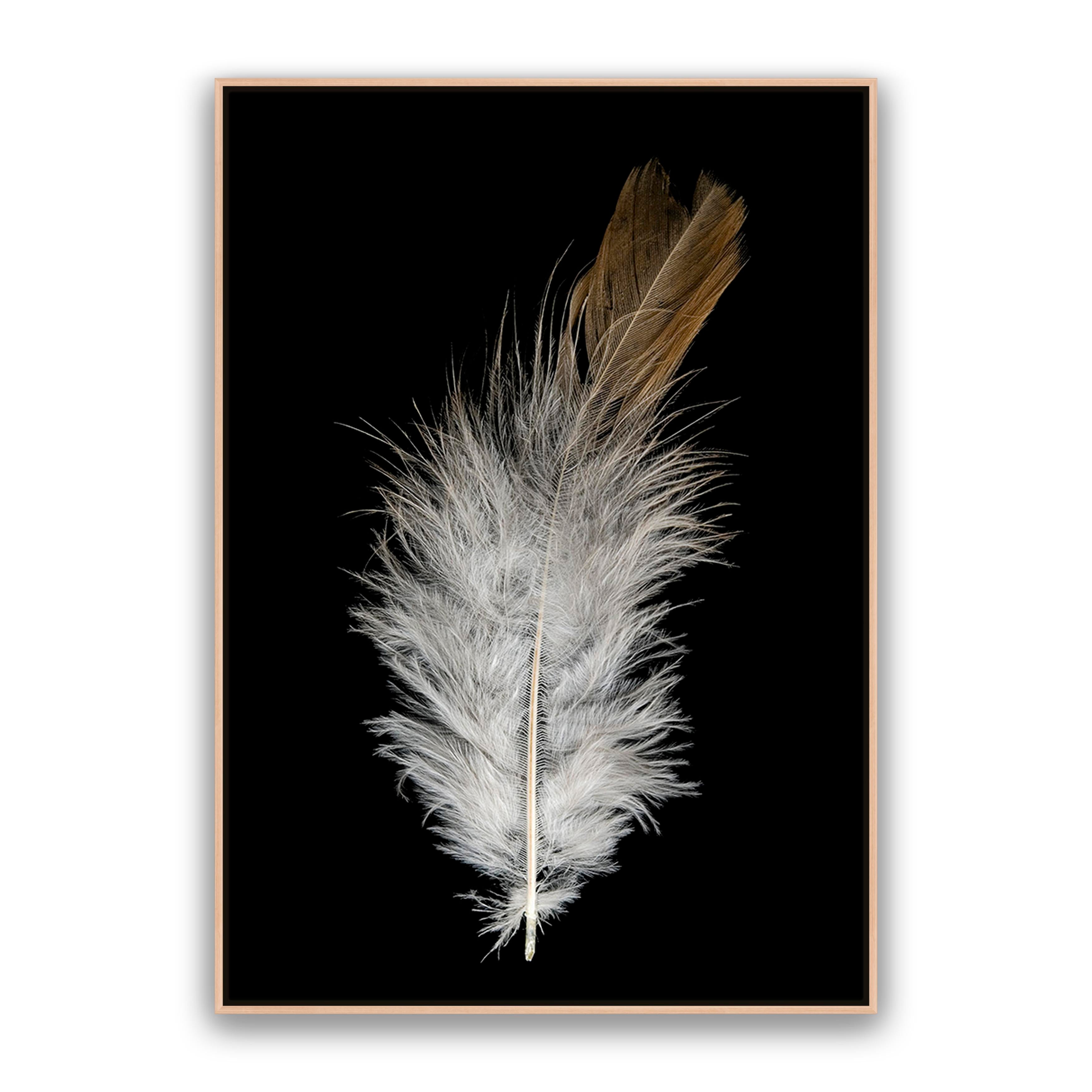 Feather Dust