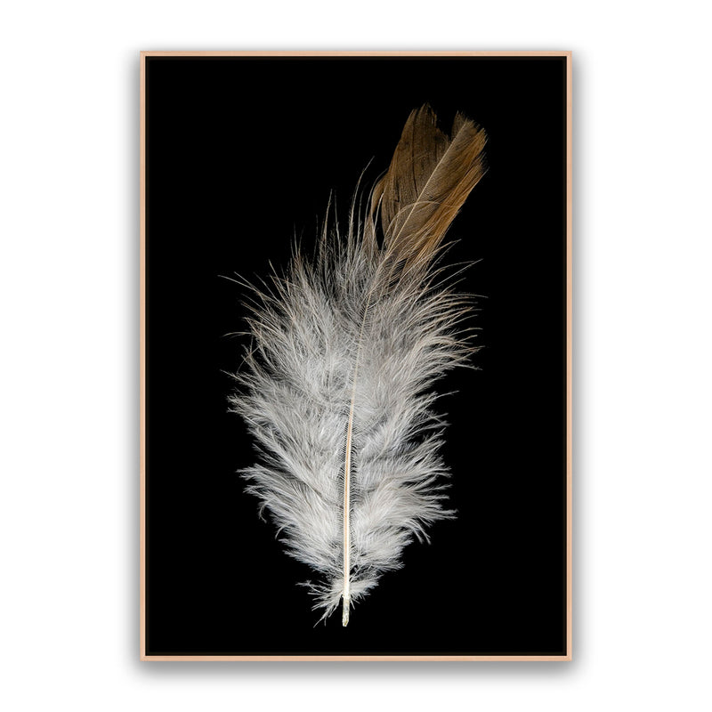 Feather Dust