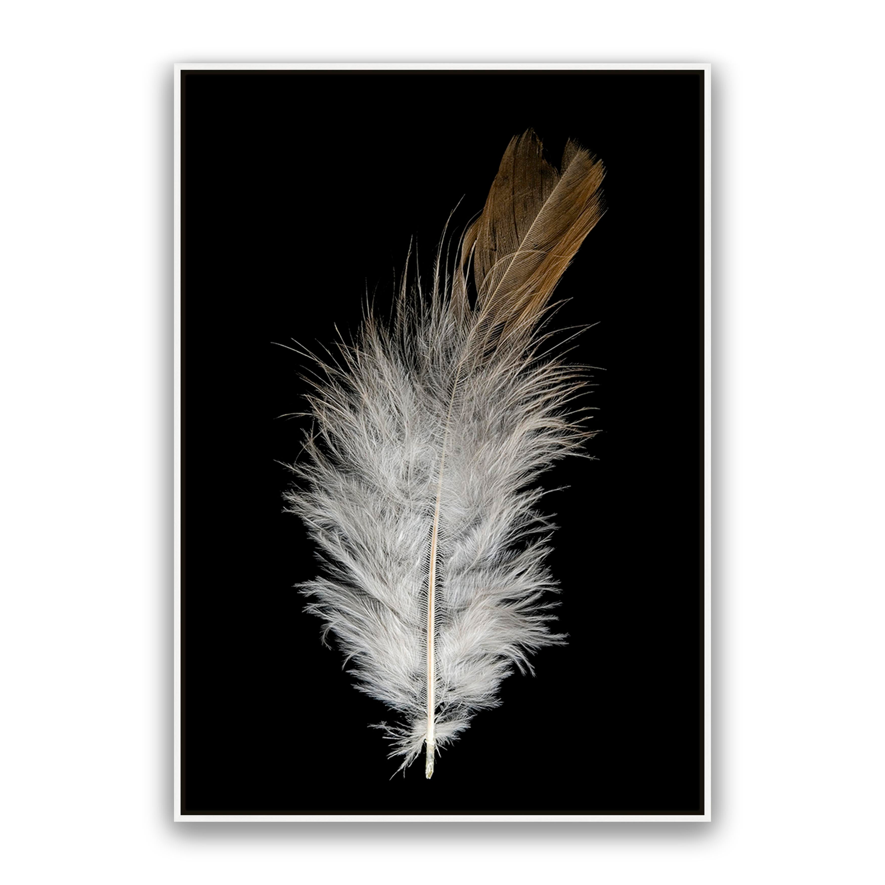 Feather Dust