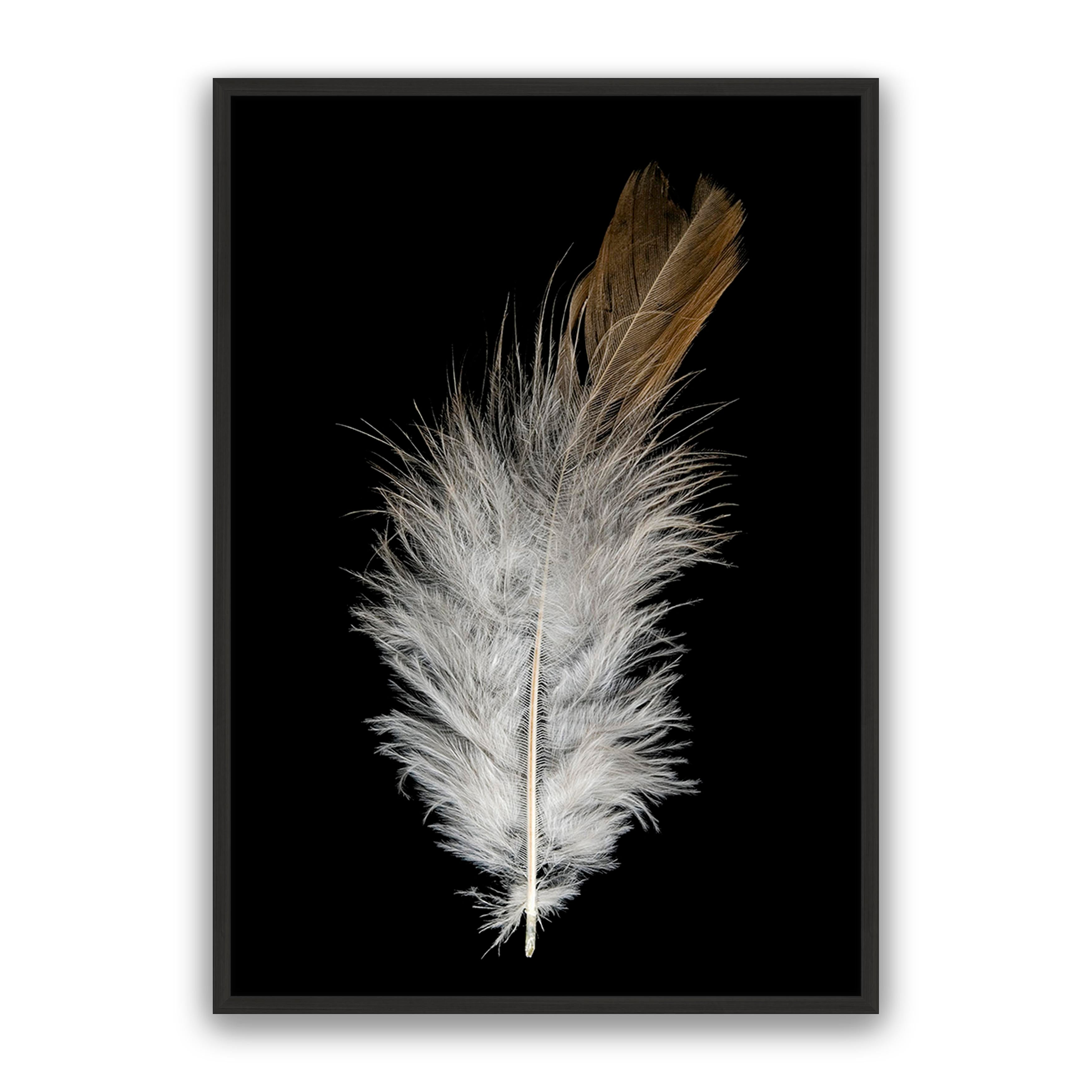 Feather Dust