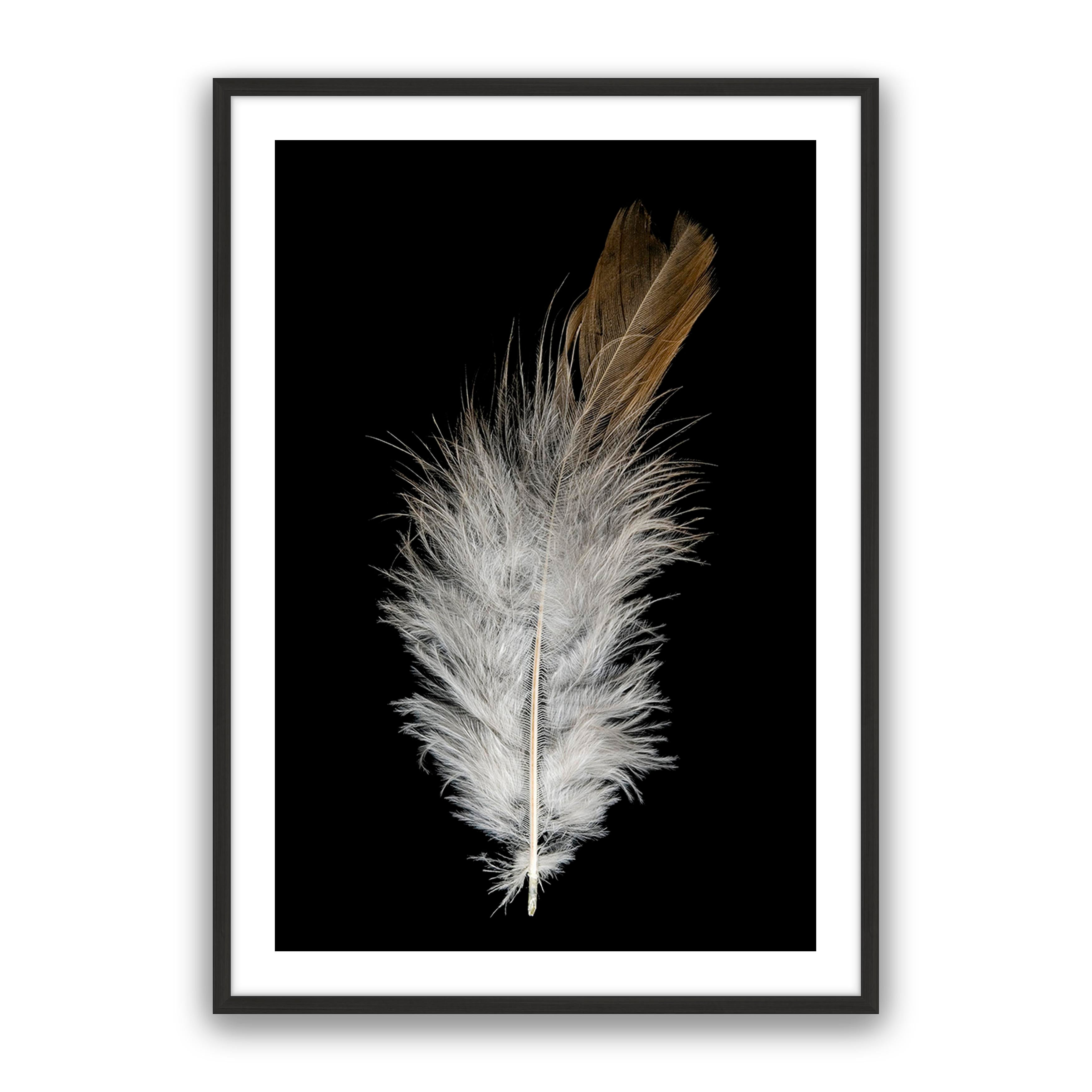Feather Dust