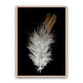 Feather Dust