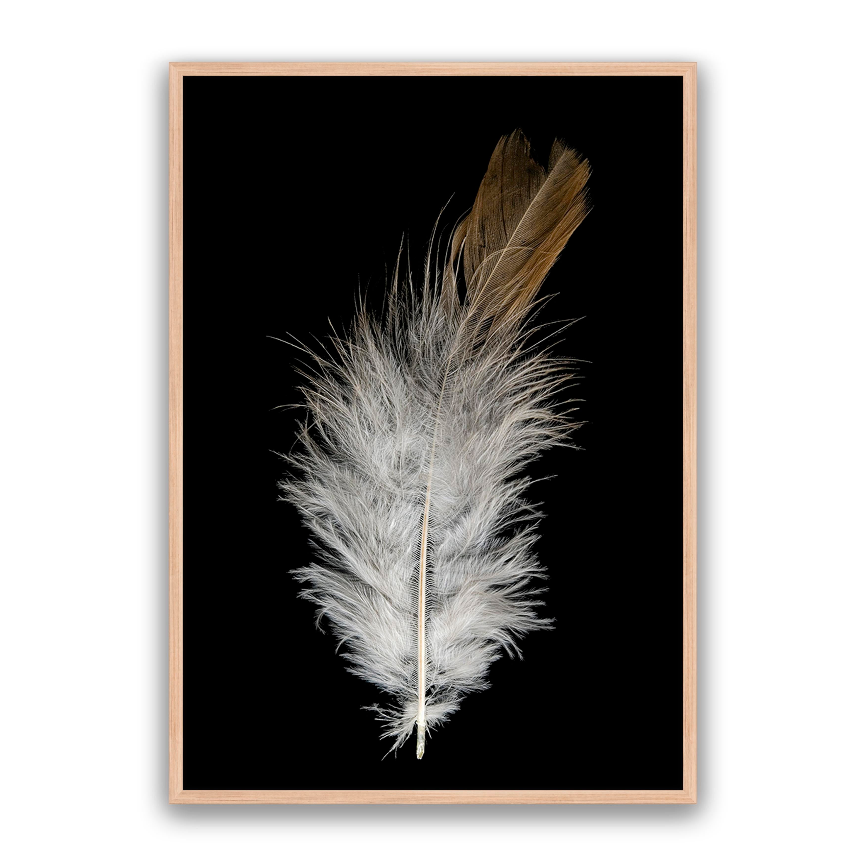 Feather Dust