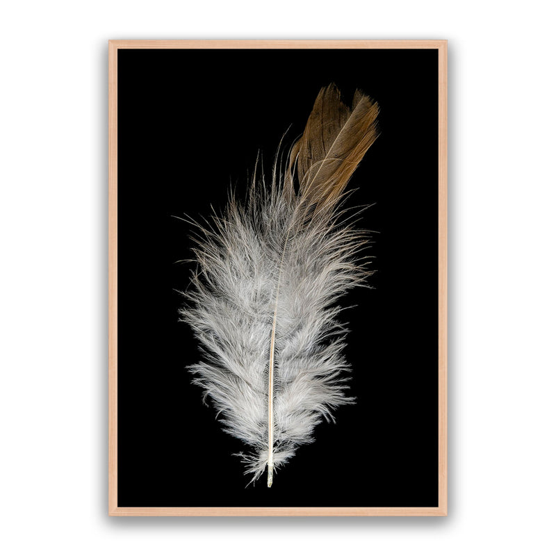 Feather Dust