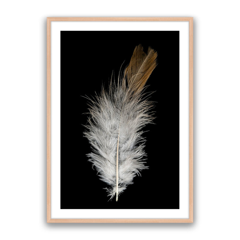 Feather Dust