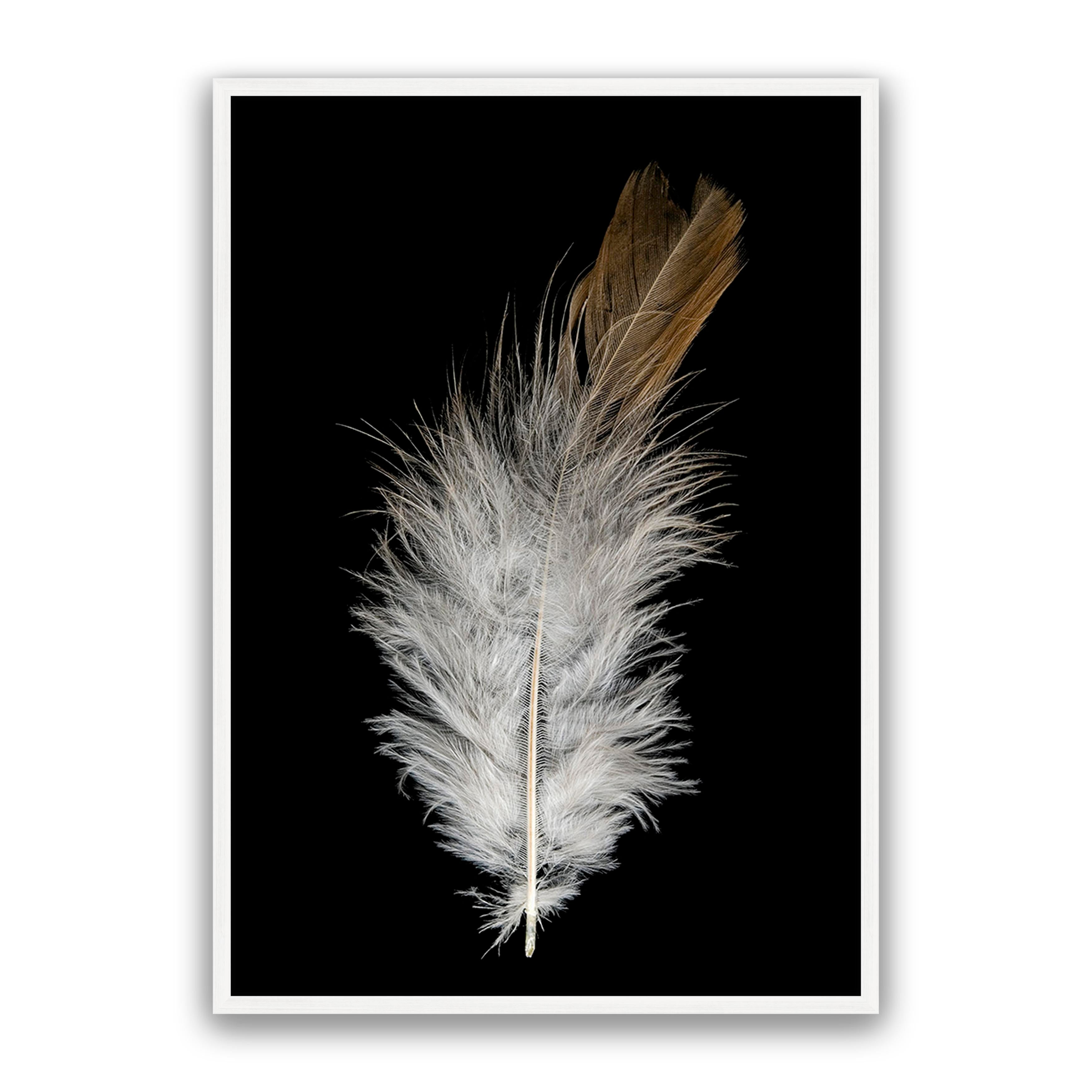 Feather Dust