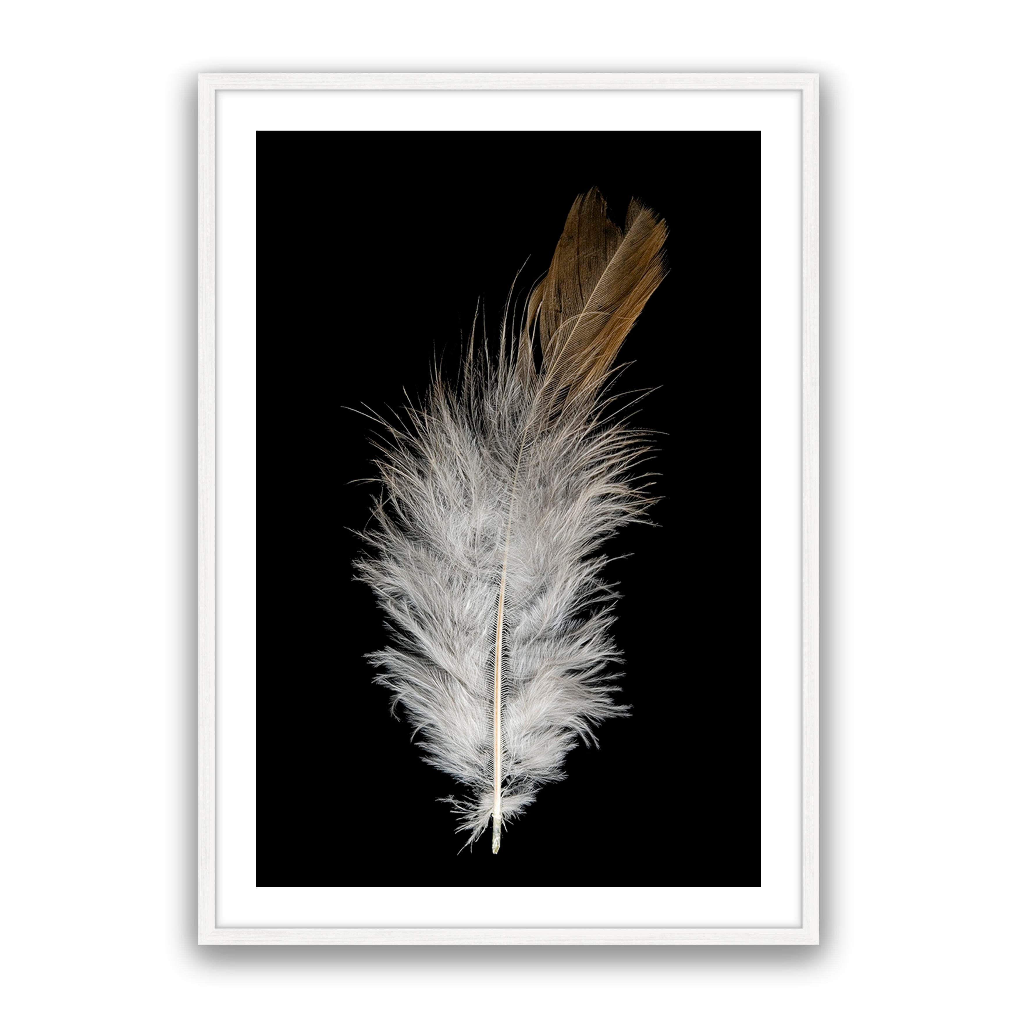 Feather Dust