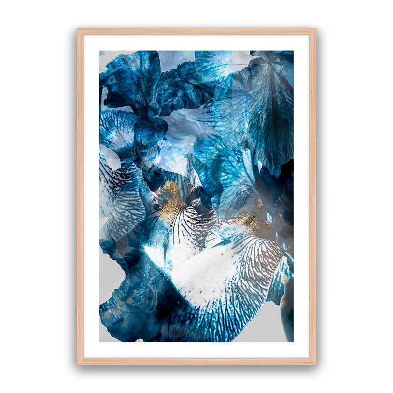Aster 01