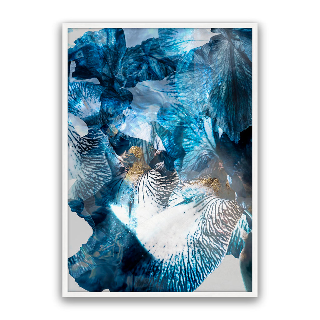 Aster 01