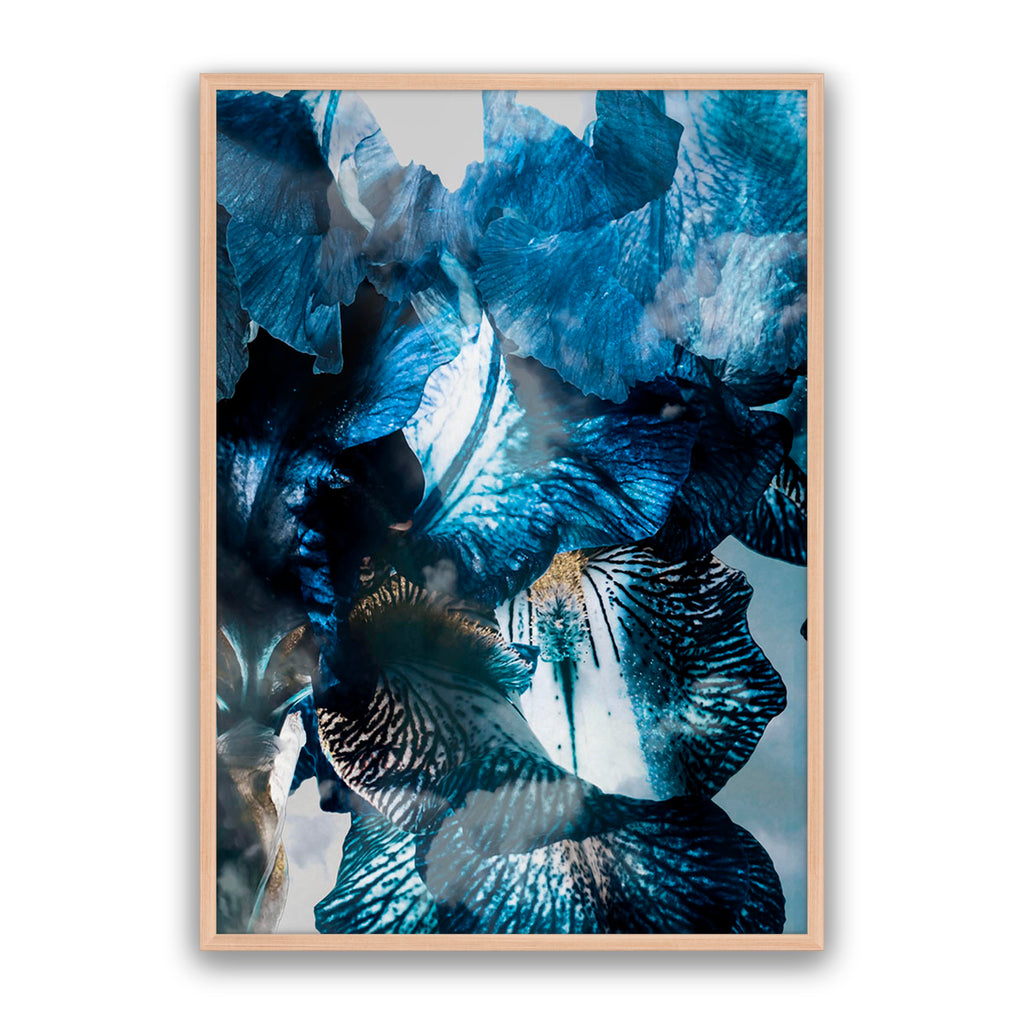 Aster 02