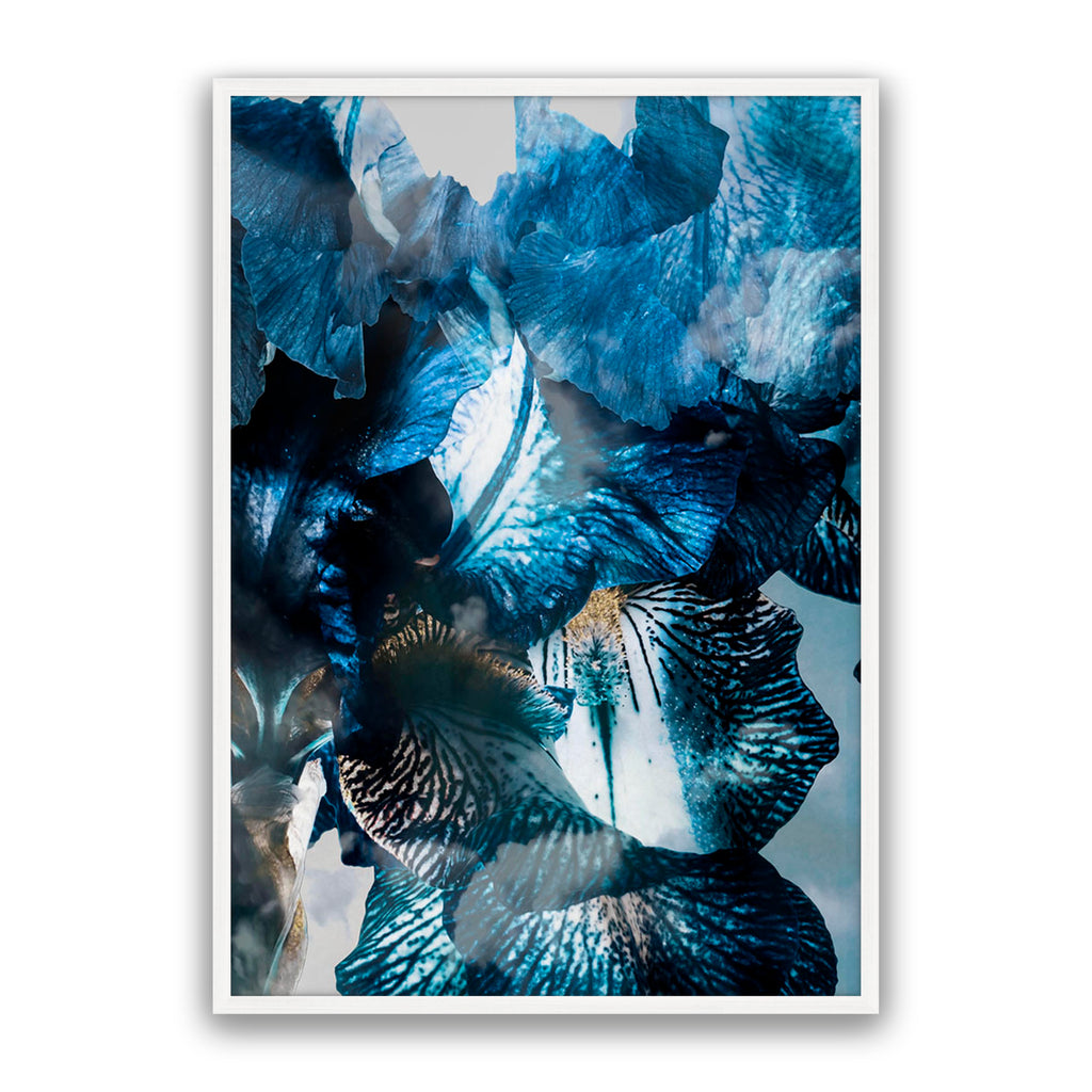Aster 02